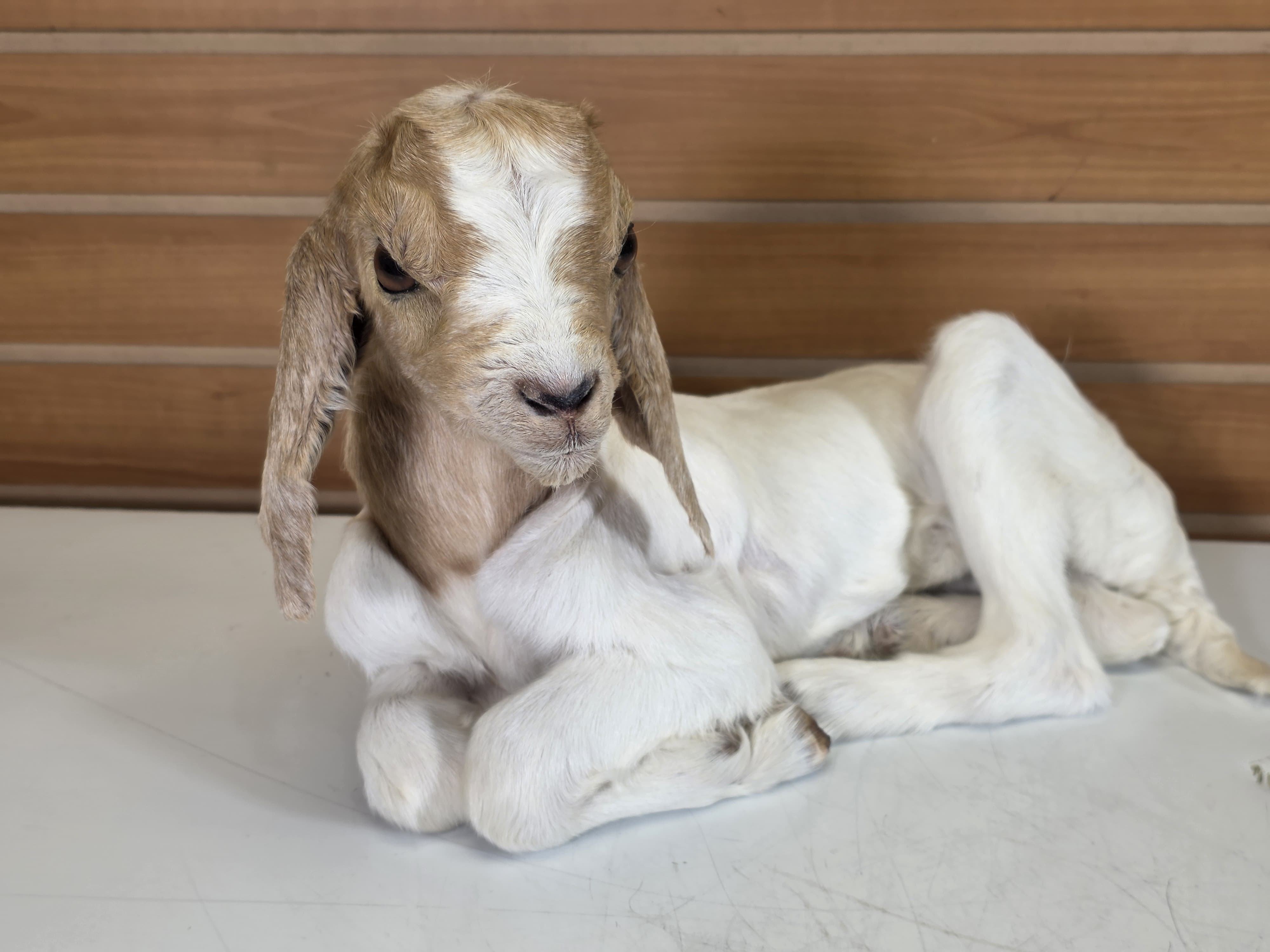 Fhden11 - Boer Kid Goat Taxidermy Mount