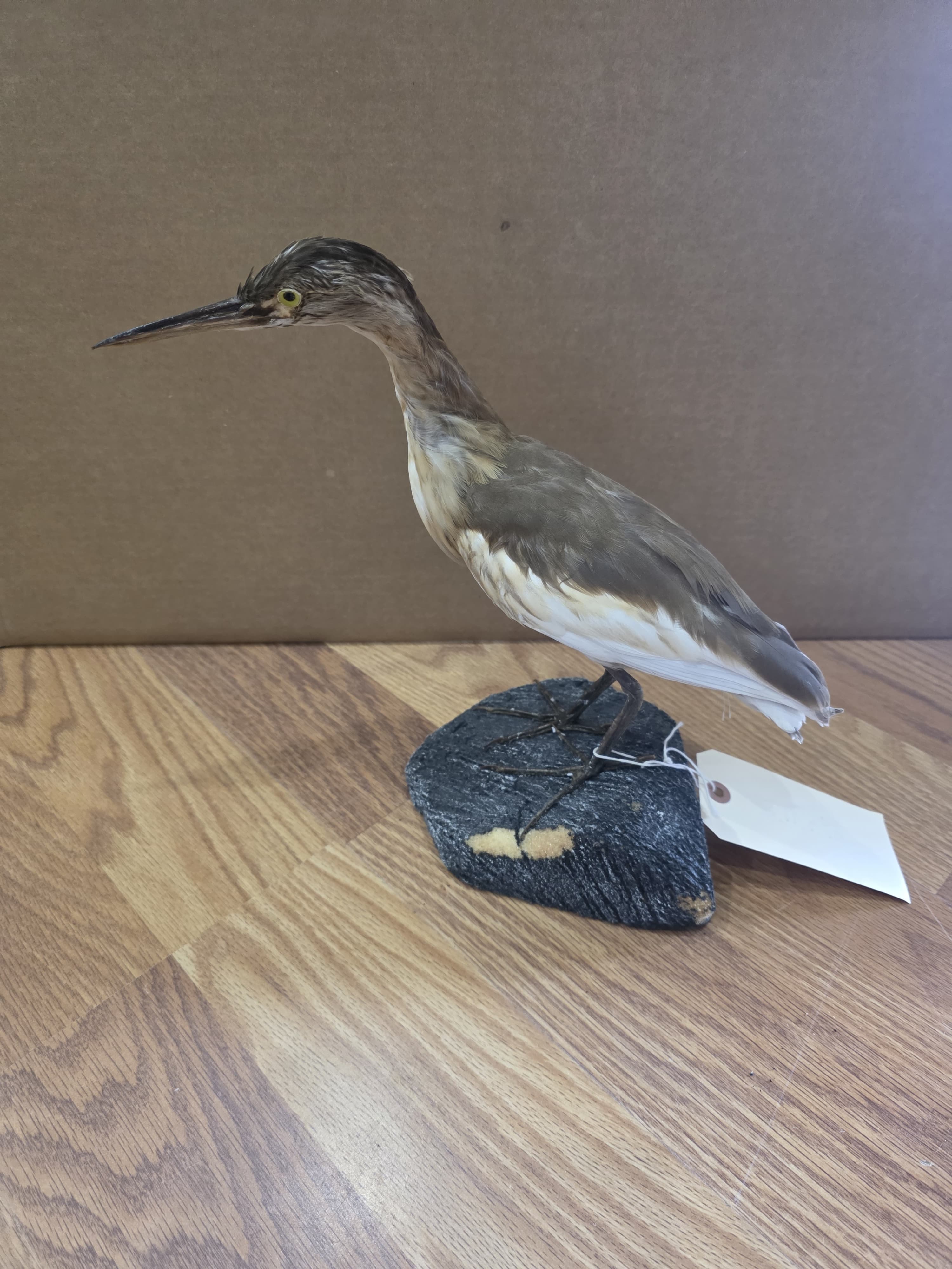 Jtv424 - Squacco Heron Taxidermy Mount | Authentic Bird Display