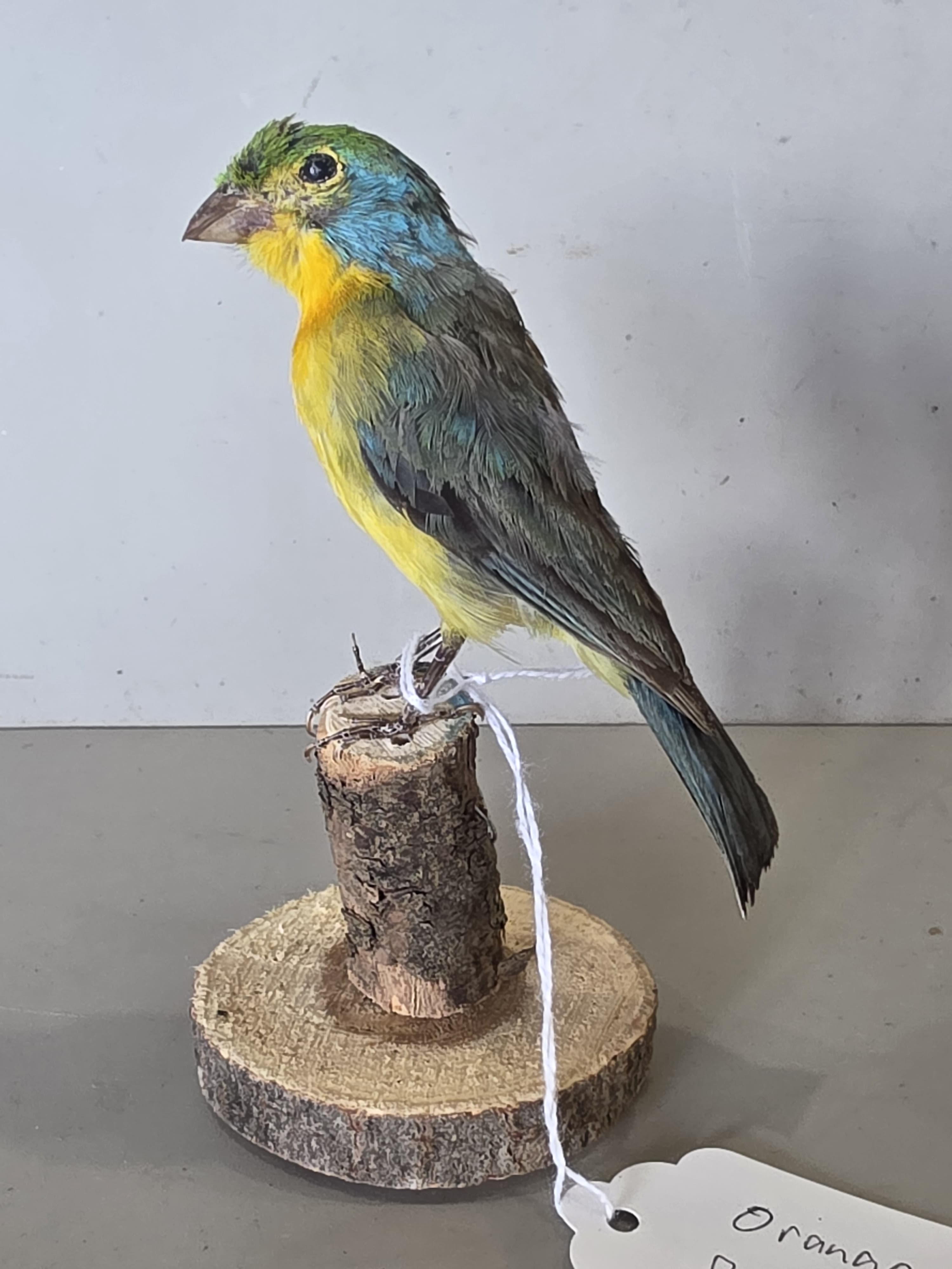 JTVIT2 - Taxidermy Orange Bunting Bird