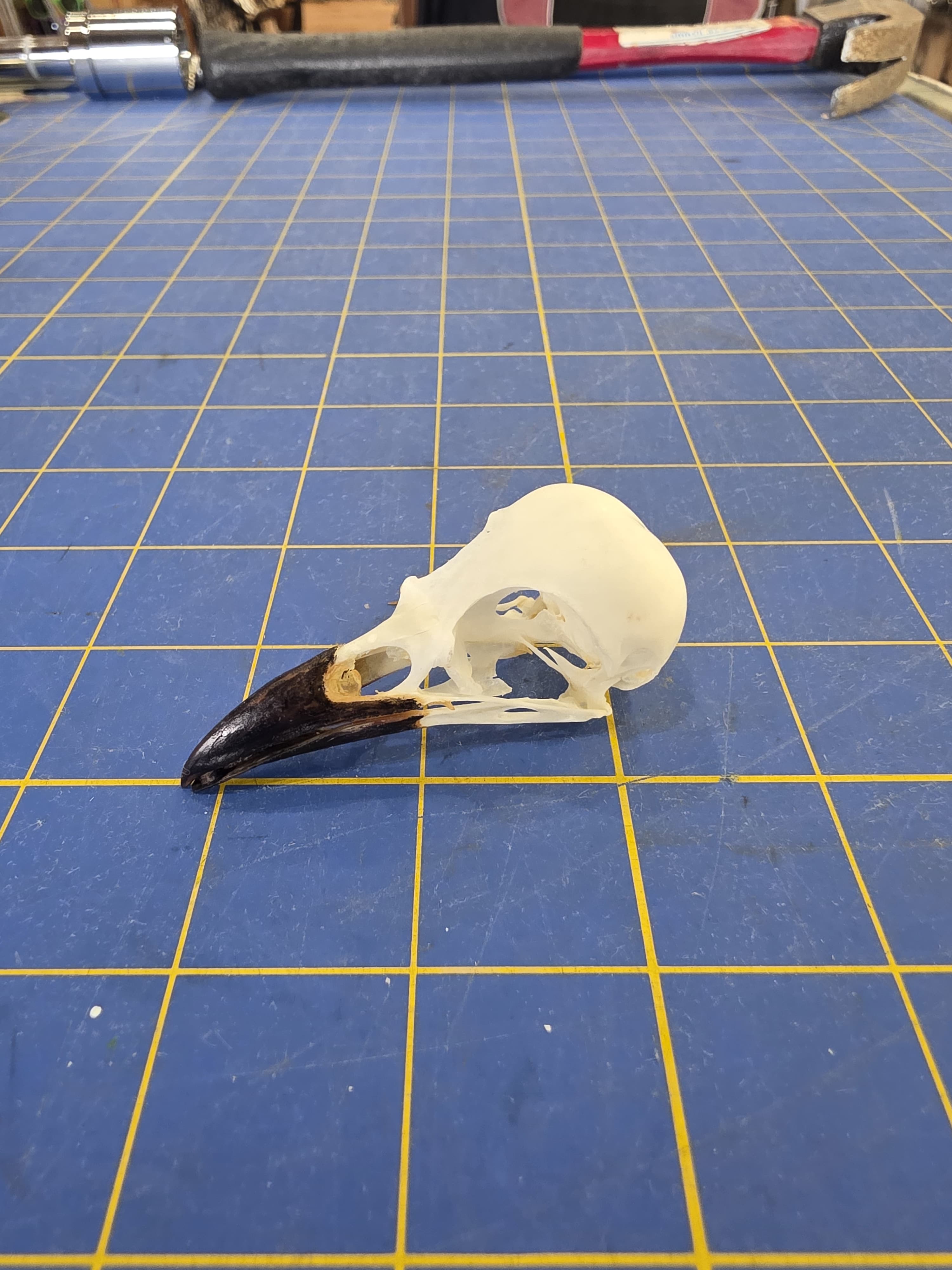 Jtvsk102 - Eurasian Magpie Skull – Authentic Bird Specimen