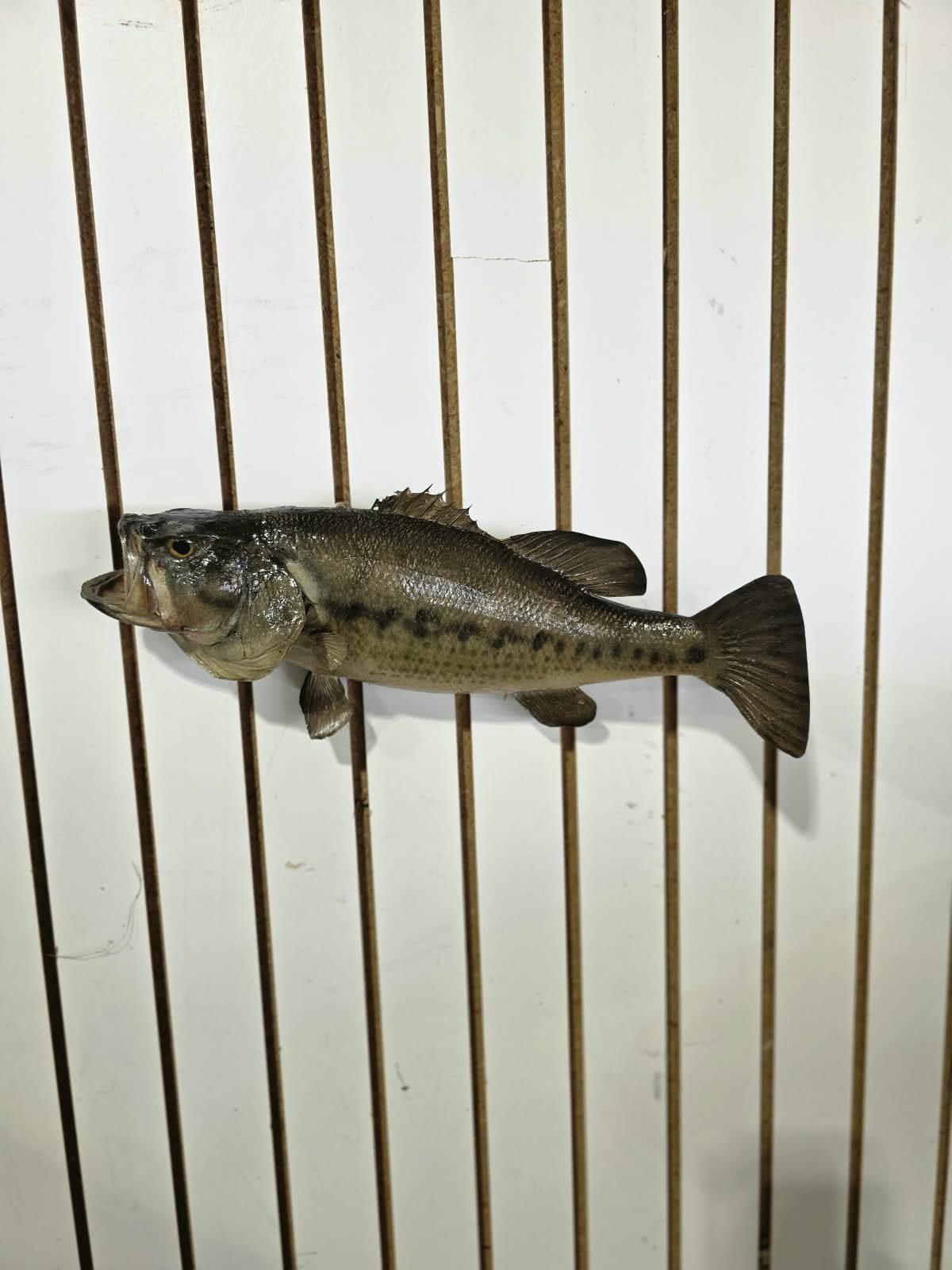 Comb102 - 18" Largemouth Bass Taxidermy Mount