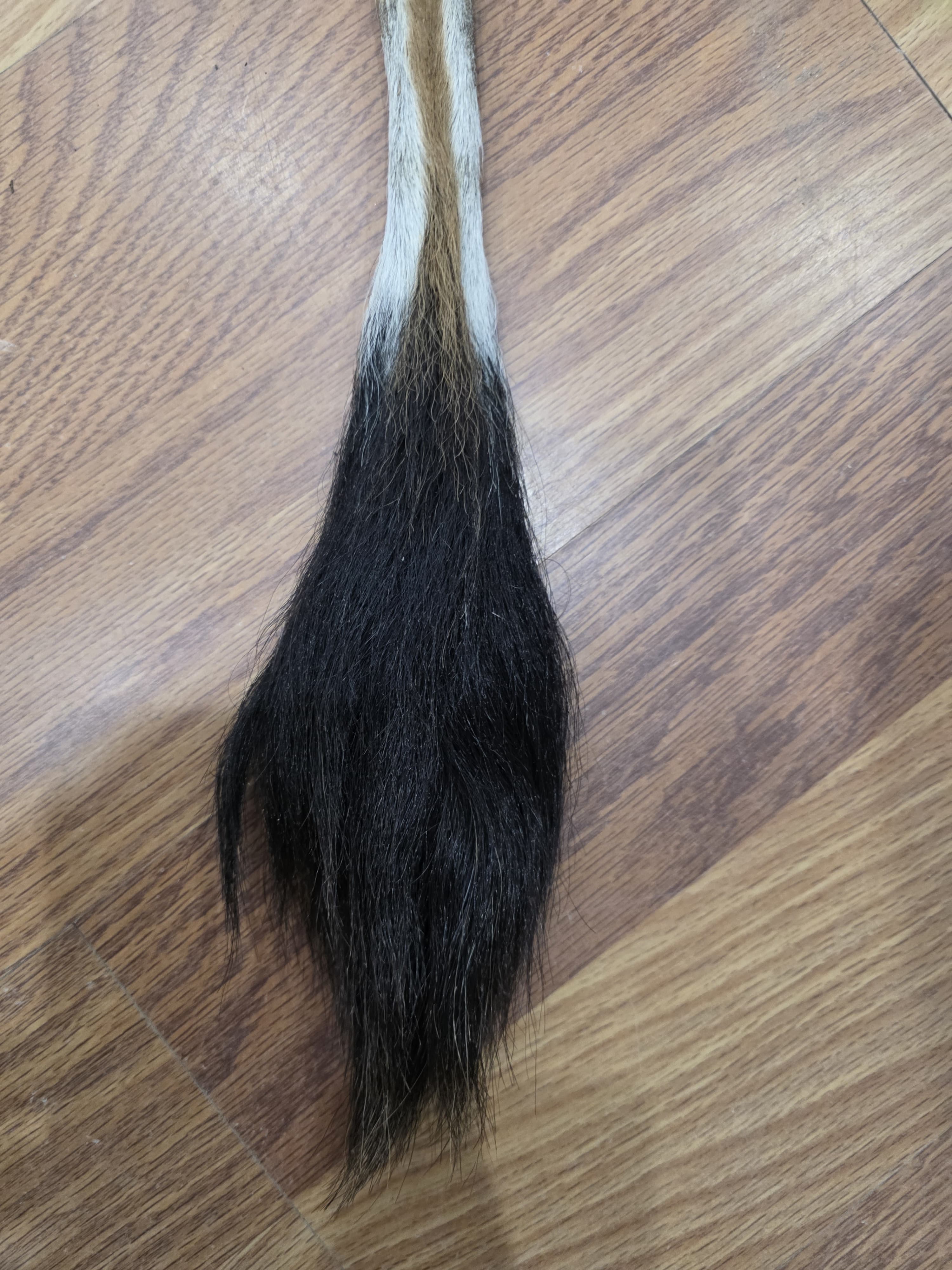 JVTL6 - Eland Tail 27" – Authentic Natural African Antelope Tail | Rustic Wildlife Decor & Taxidermy Display Piece