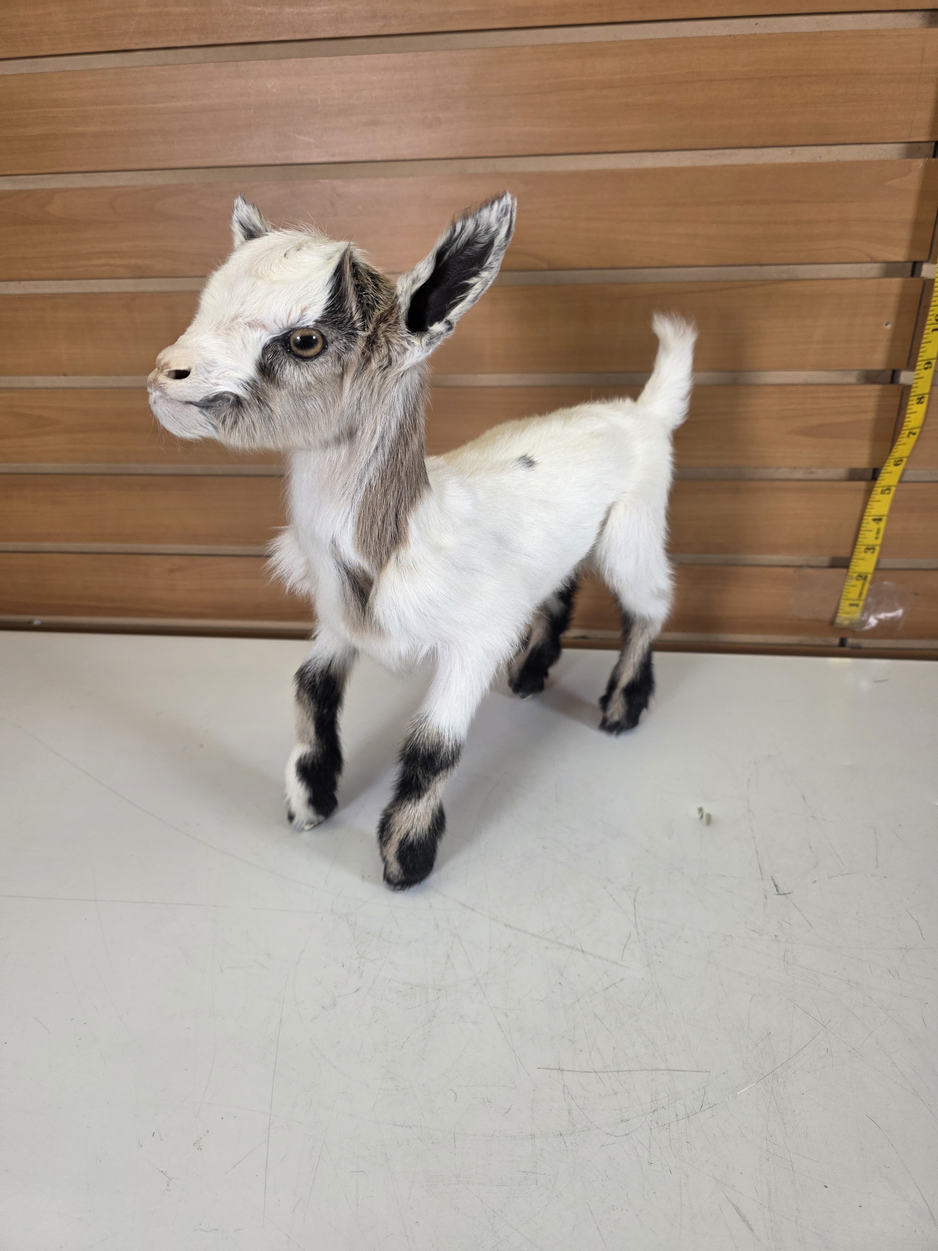 Fhden13 - Boer Kid Goat Taxidermy Mount
