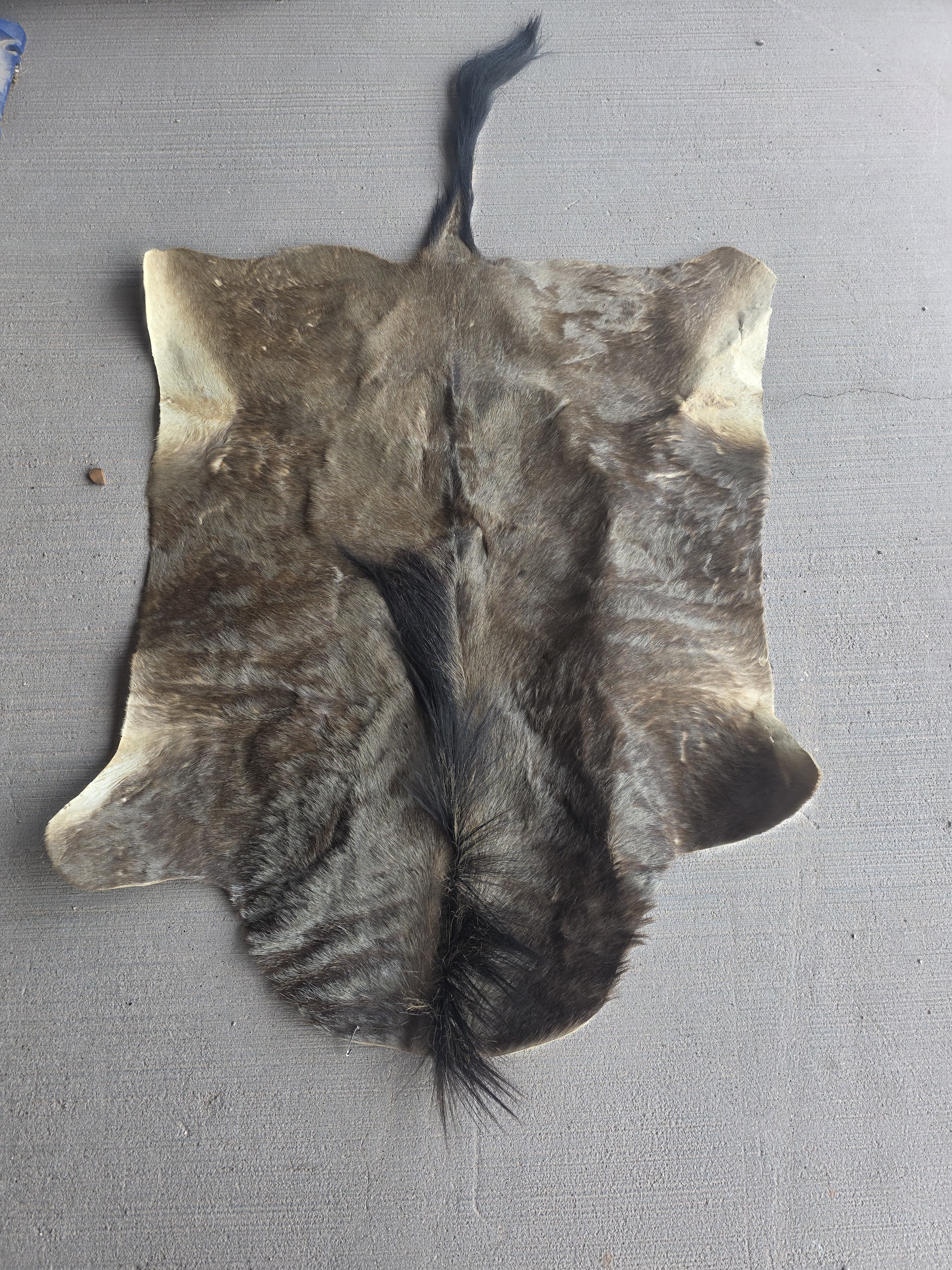 Jtvsk200 - Blue Wildebeest Pelt – 39" Wide × 52" Long (+29" Tail)