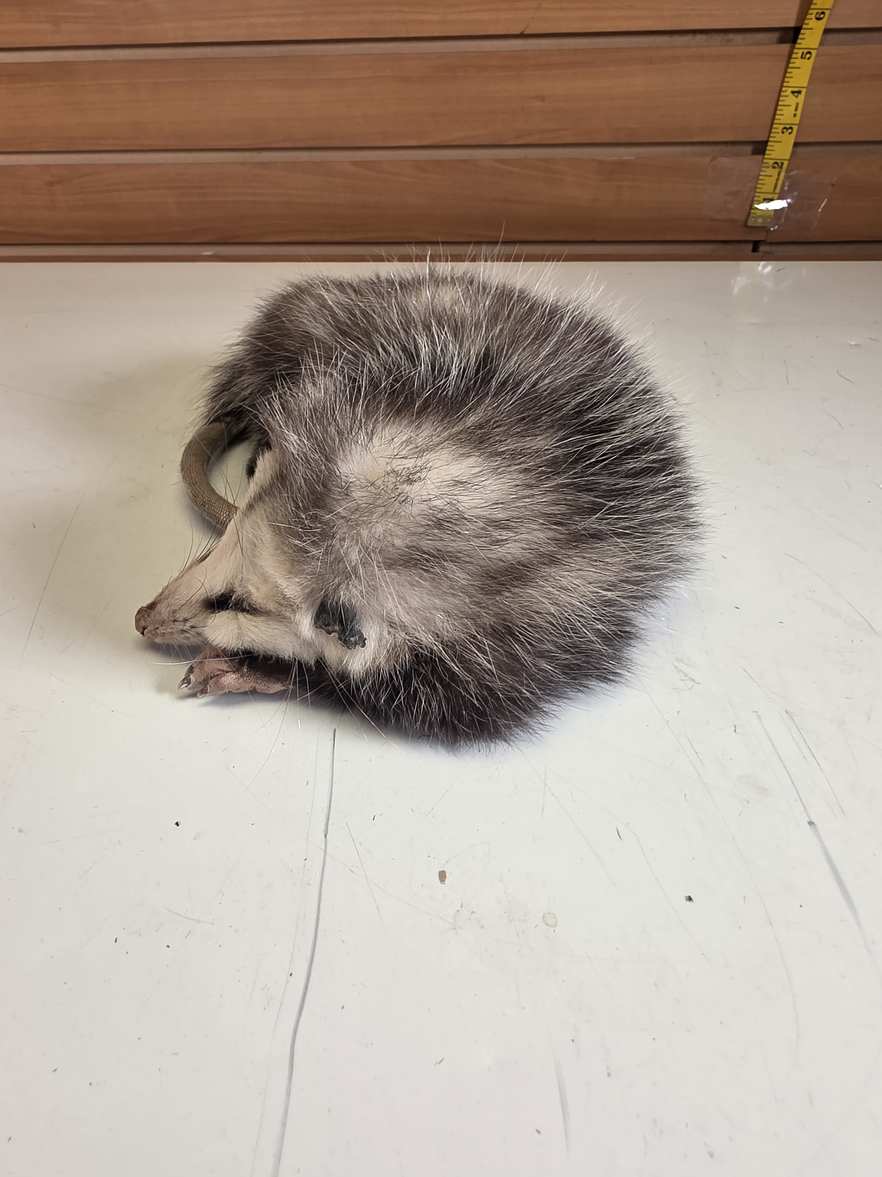 Fhjun28 - Baby Opossum Taxidermy Mount