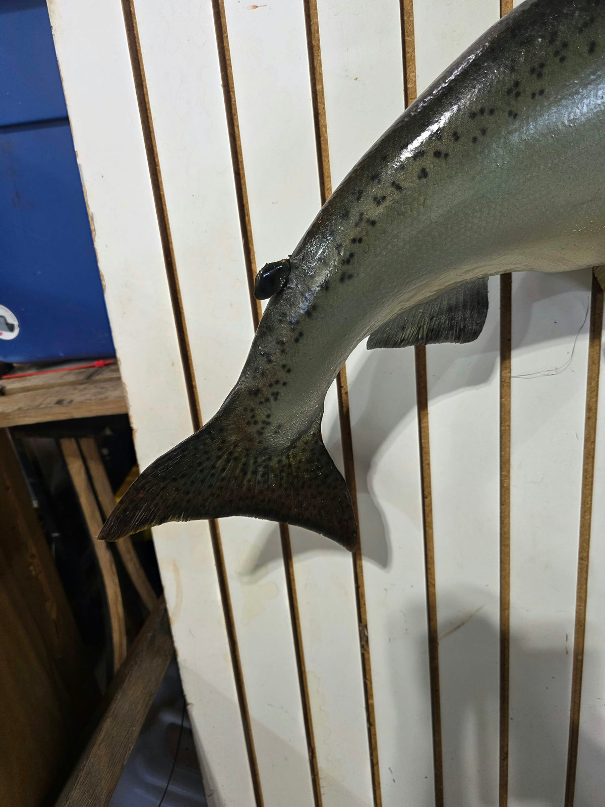 Comb116 - Trophy-Class 34" Salmon Fish Taxidermy Mount