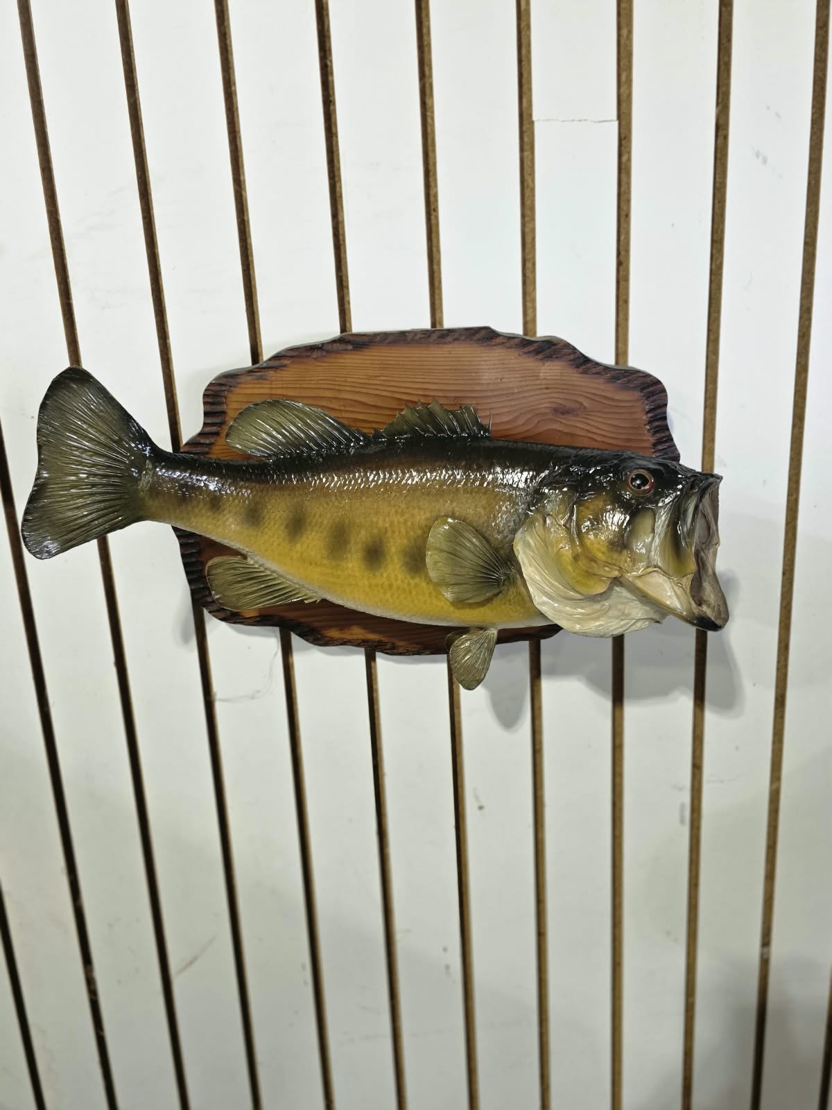 Comb109 - Trophy-Size 20" Largemouth Bass Taxidermy Mount