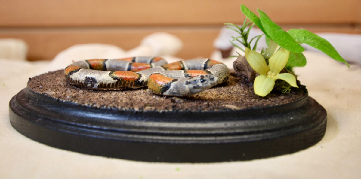 - Taxidermy Pueblan Milk Snake Specimen