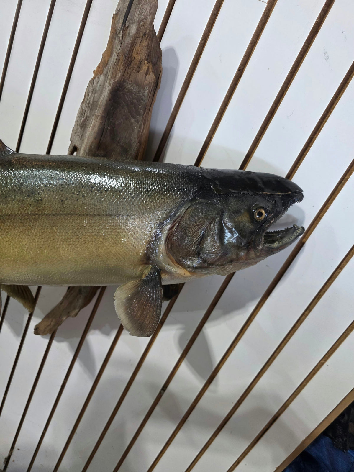 Comb117 - Massive Trophy 42" Salmon Head Mount