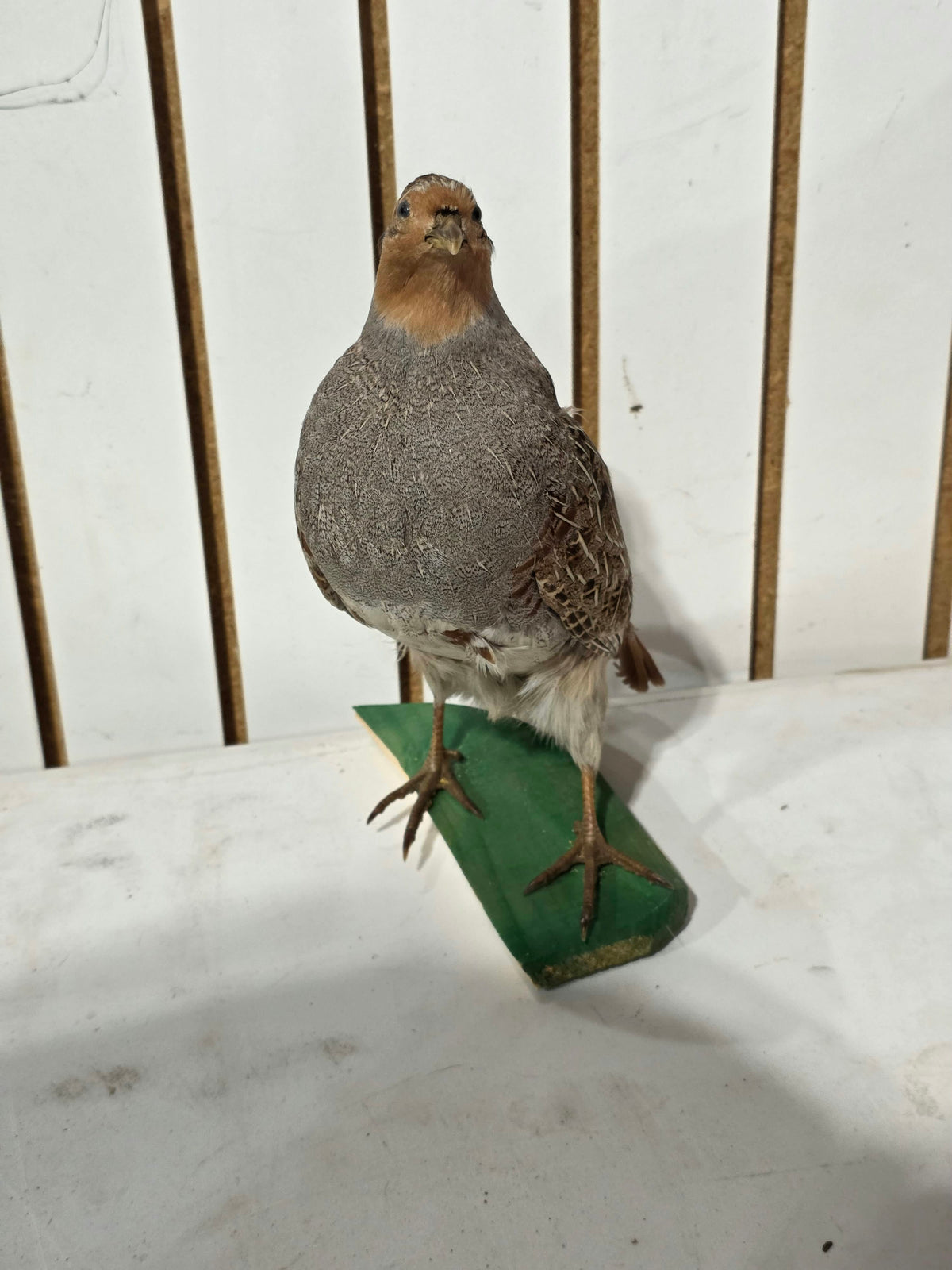 Comb127 - Grey Hungarian Partridge Taxidermy Mount