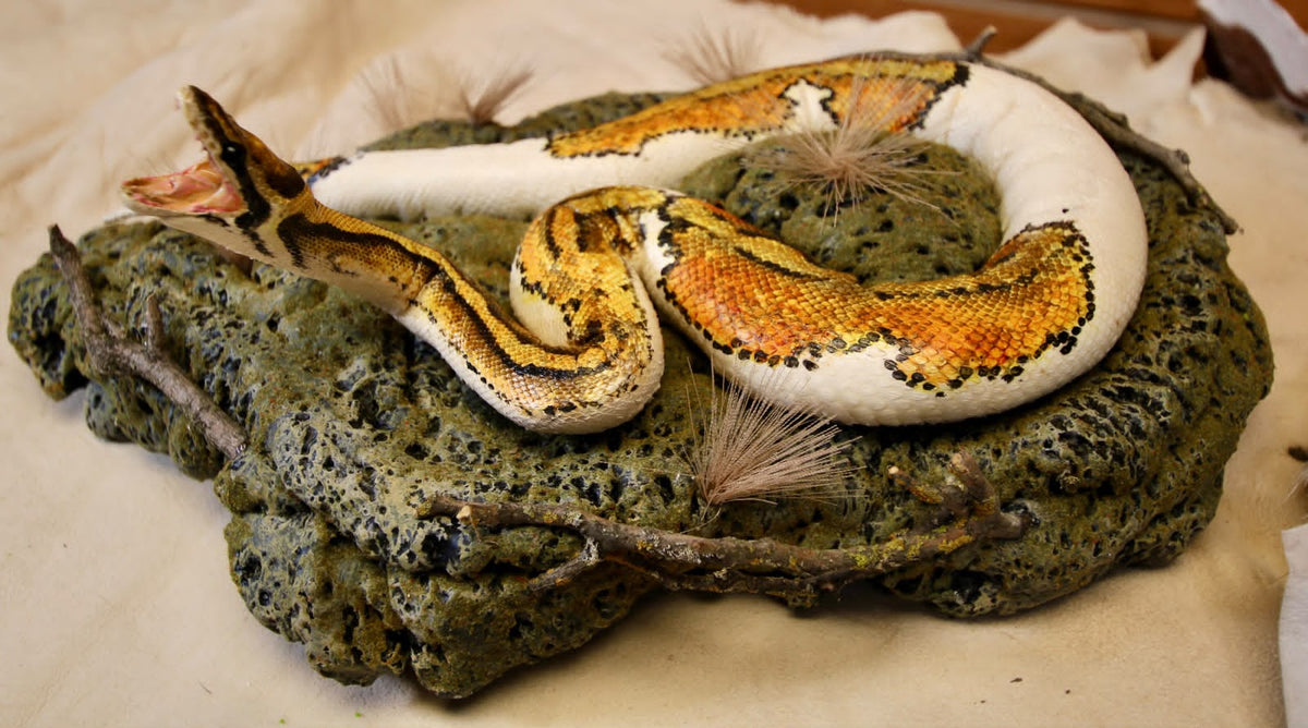 FHSP109 - Taxidermy Piebald Ball Python Specimen