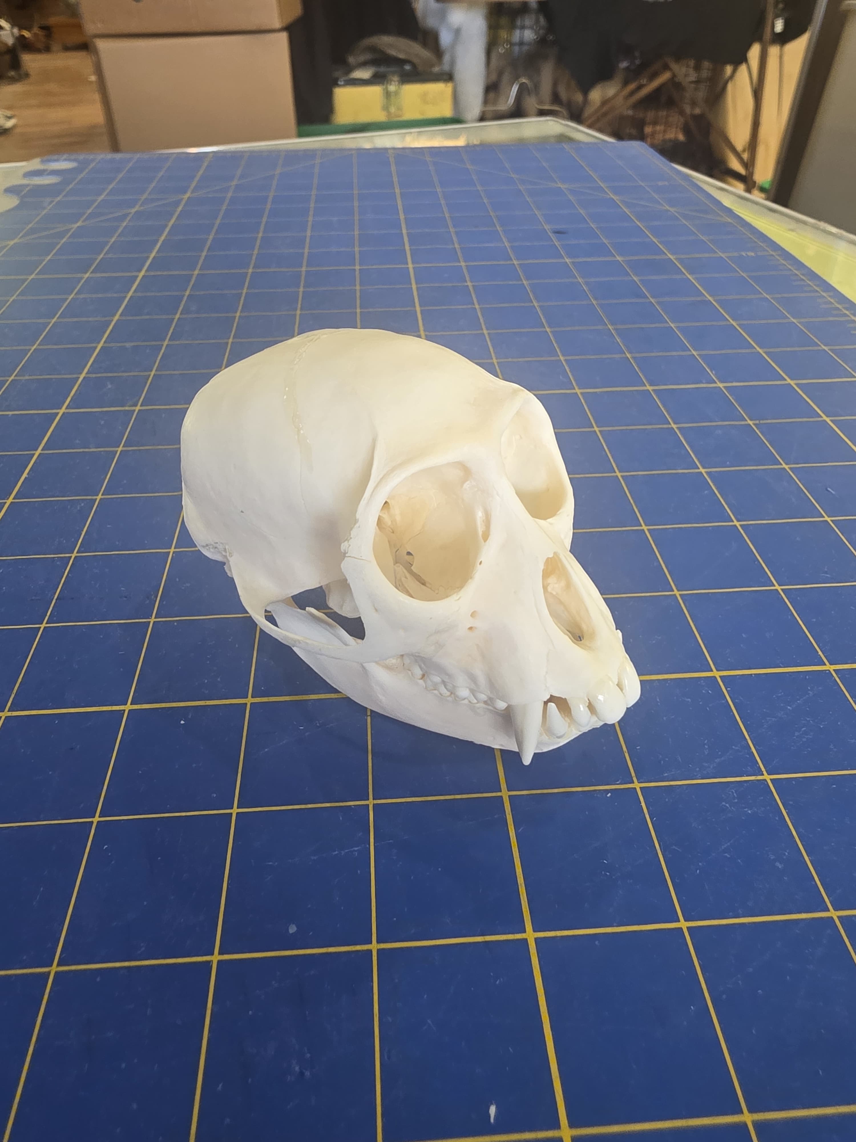 Fhmk12 - Mona Monkey Skull – Authentic Primate Skull Display