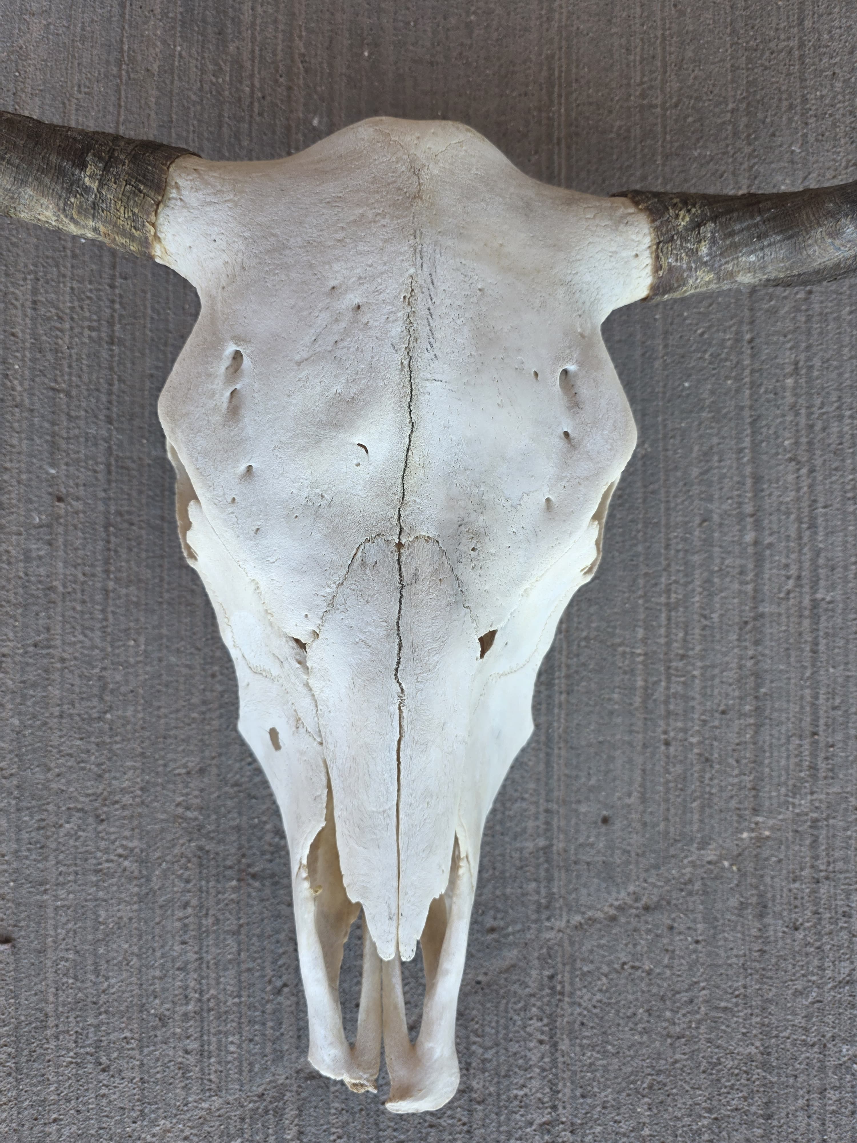 FHRAN82 - Natural Polished Longhorn Cow Skull