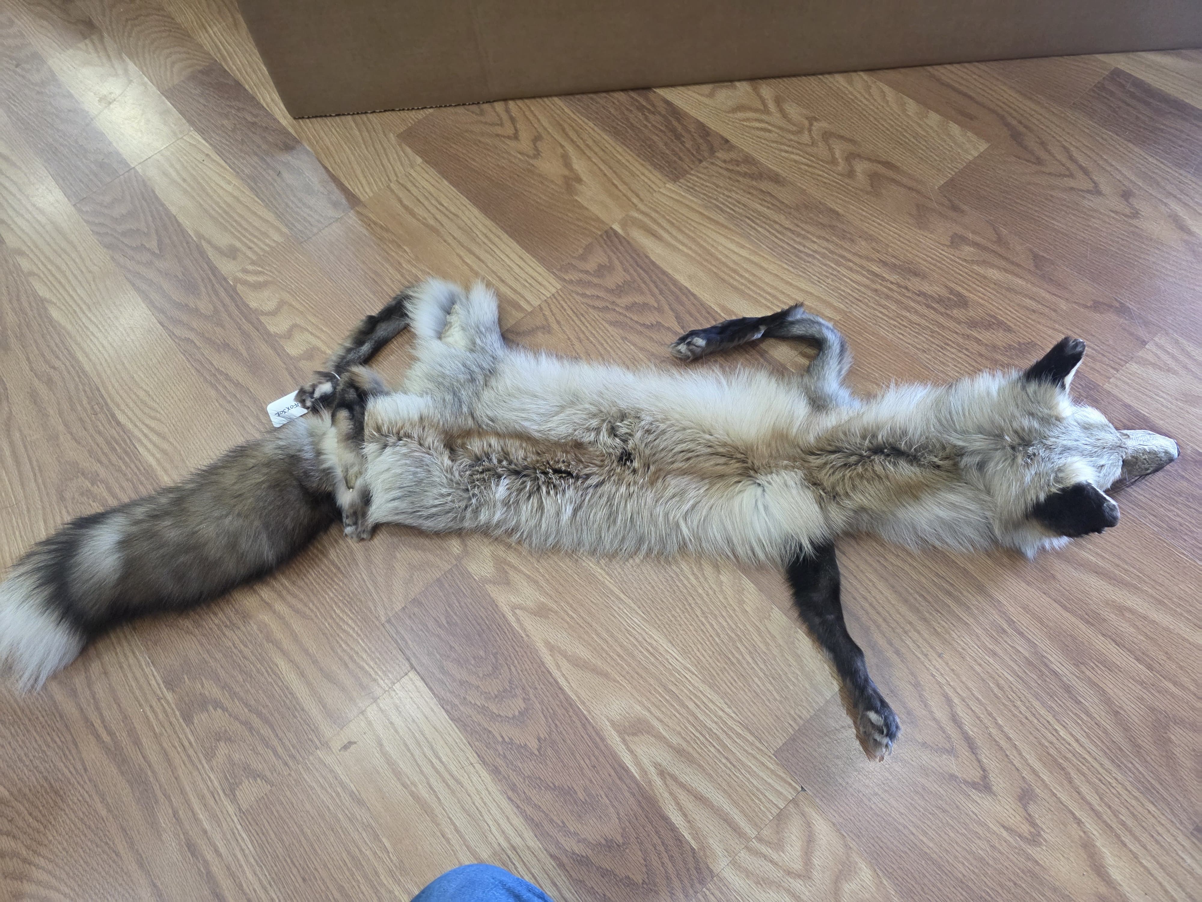 Fhfox302A - Red Fox Pelt with mounted Head taxidermy mount