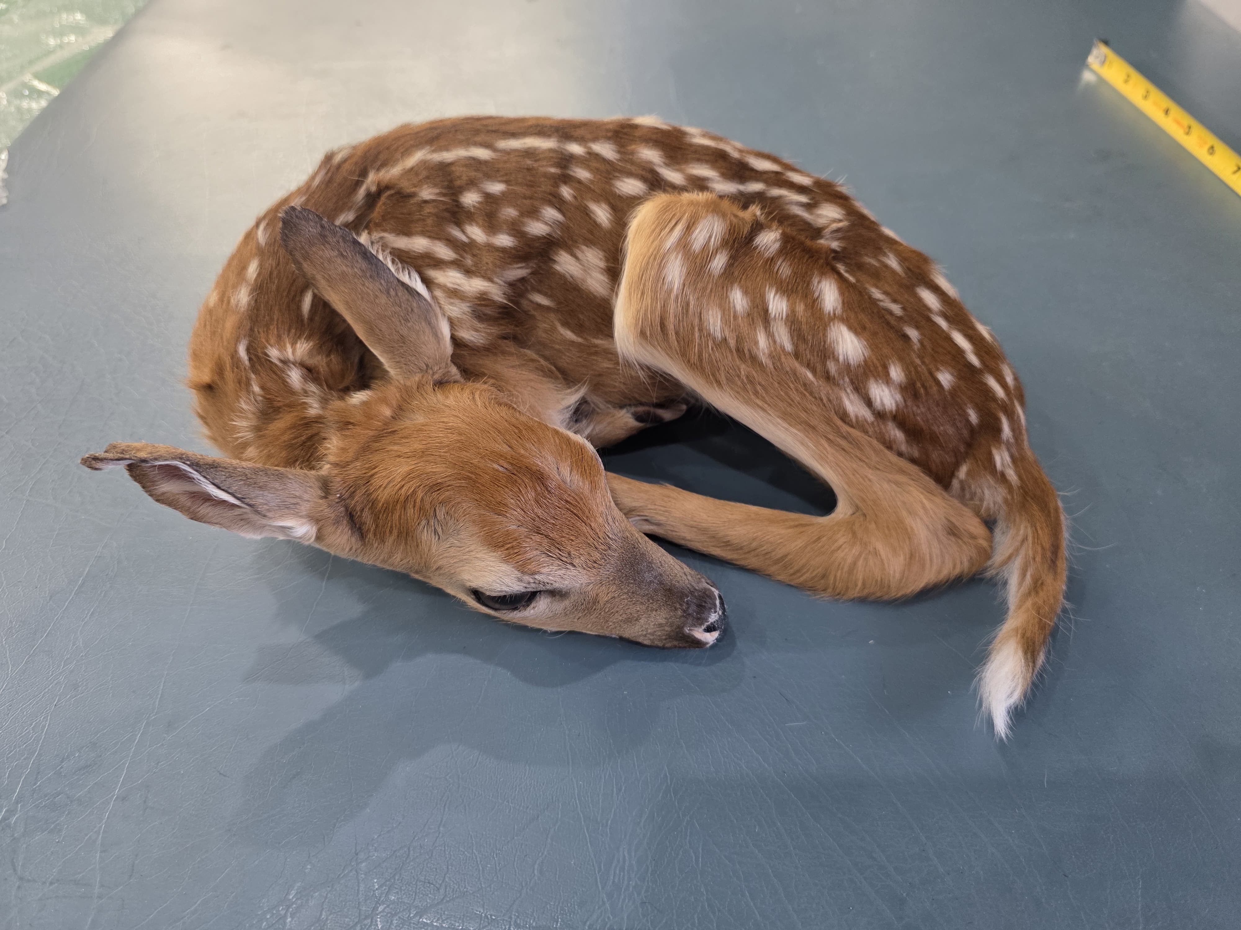 Fhden10 - Fawn Deer Taxidermy Mount
