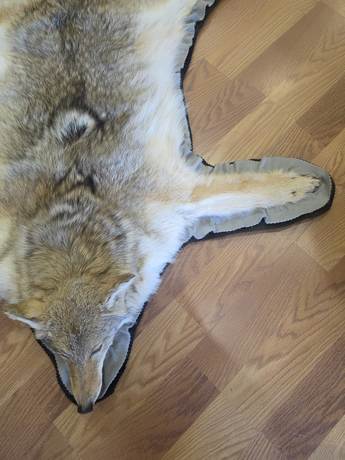 FHEB1016A - Exquisite Handcrafted coyote Taxidermy Rug