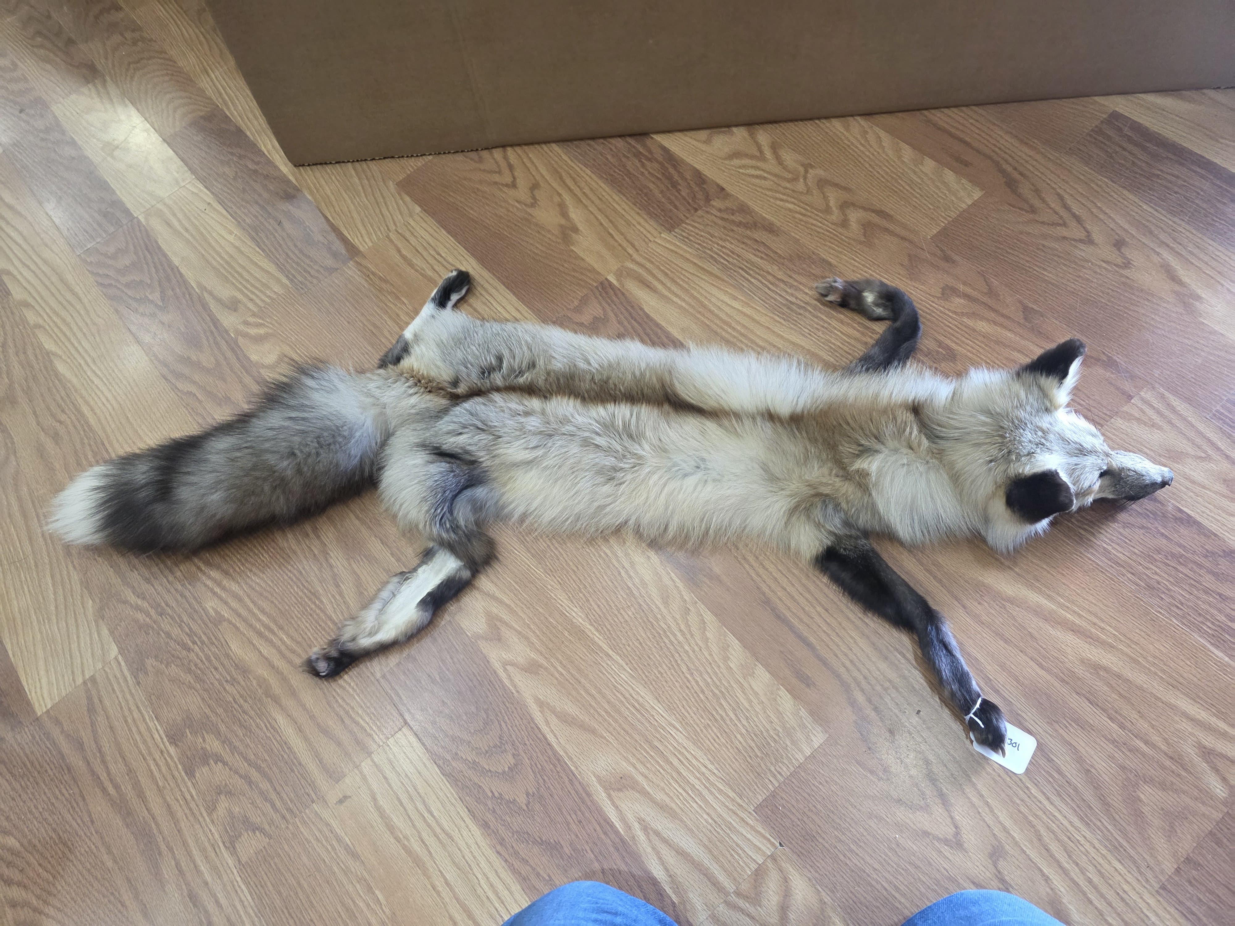 Fhfox301 - Red Fox Pelt with Head | Authentic Wildlife Display