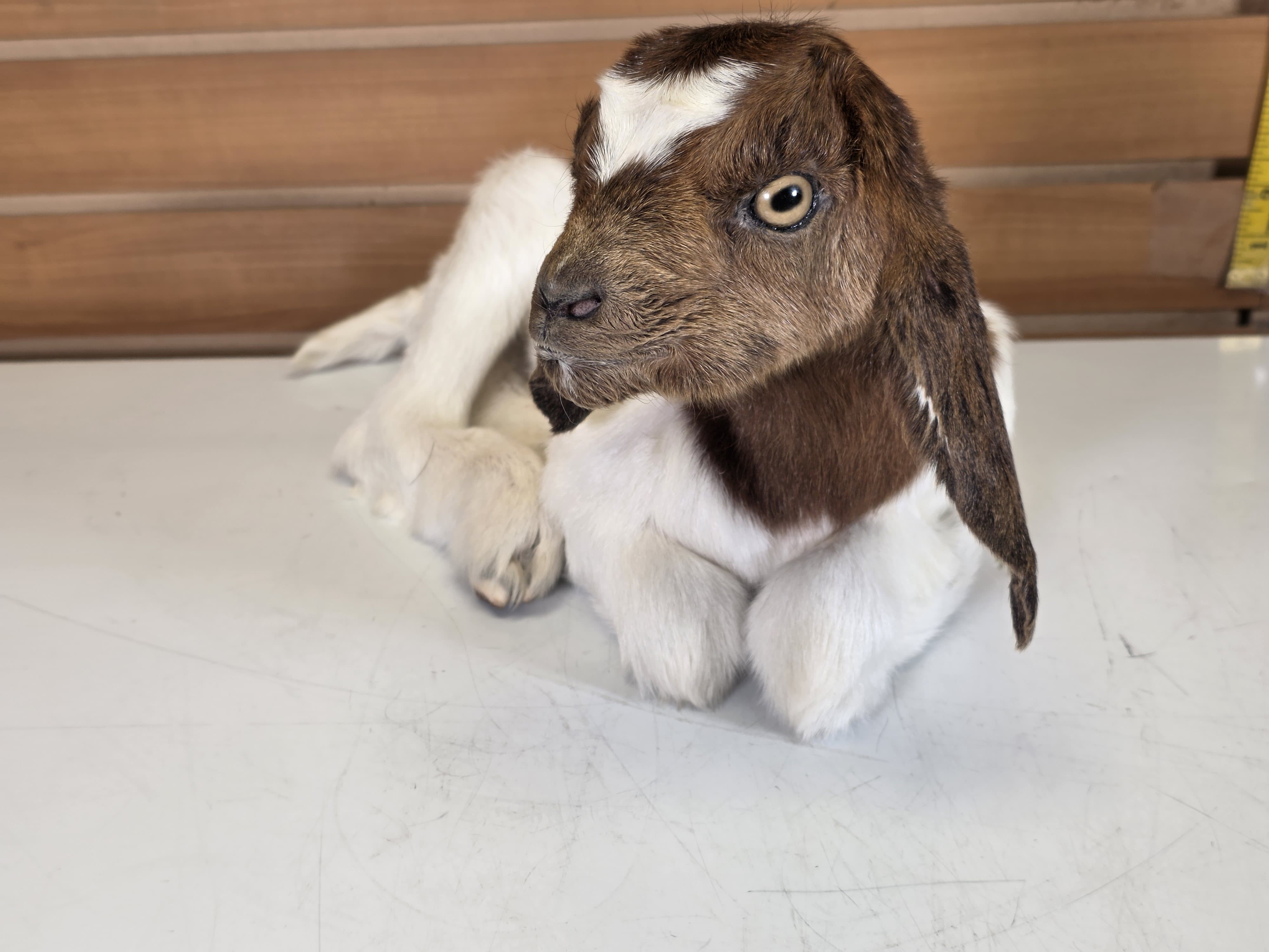 Fhden12 - Boer Kid Goat Taxidermy Mount