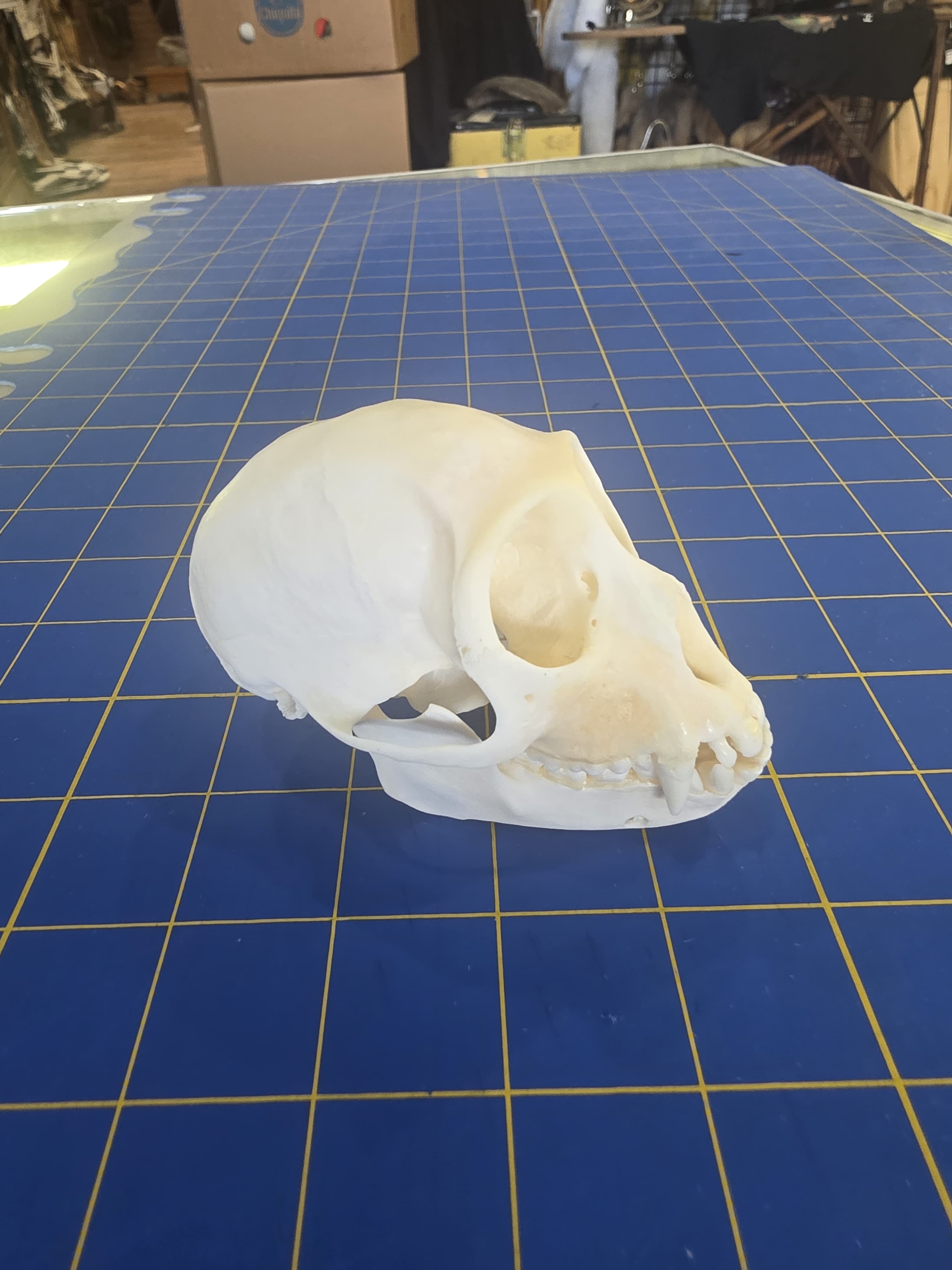 Fhmk10 - Spot-Nosed Monkey Skull – Authentic Primate Skull Display