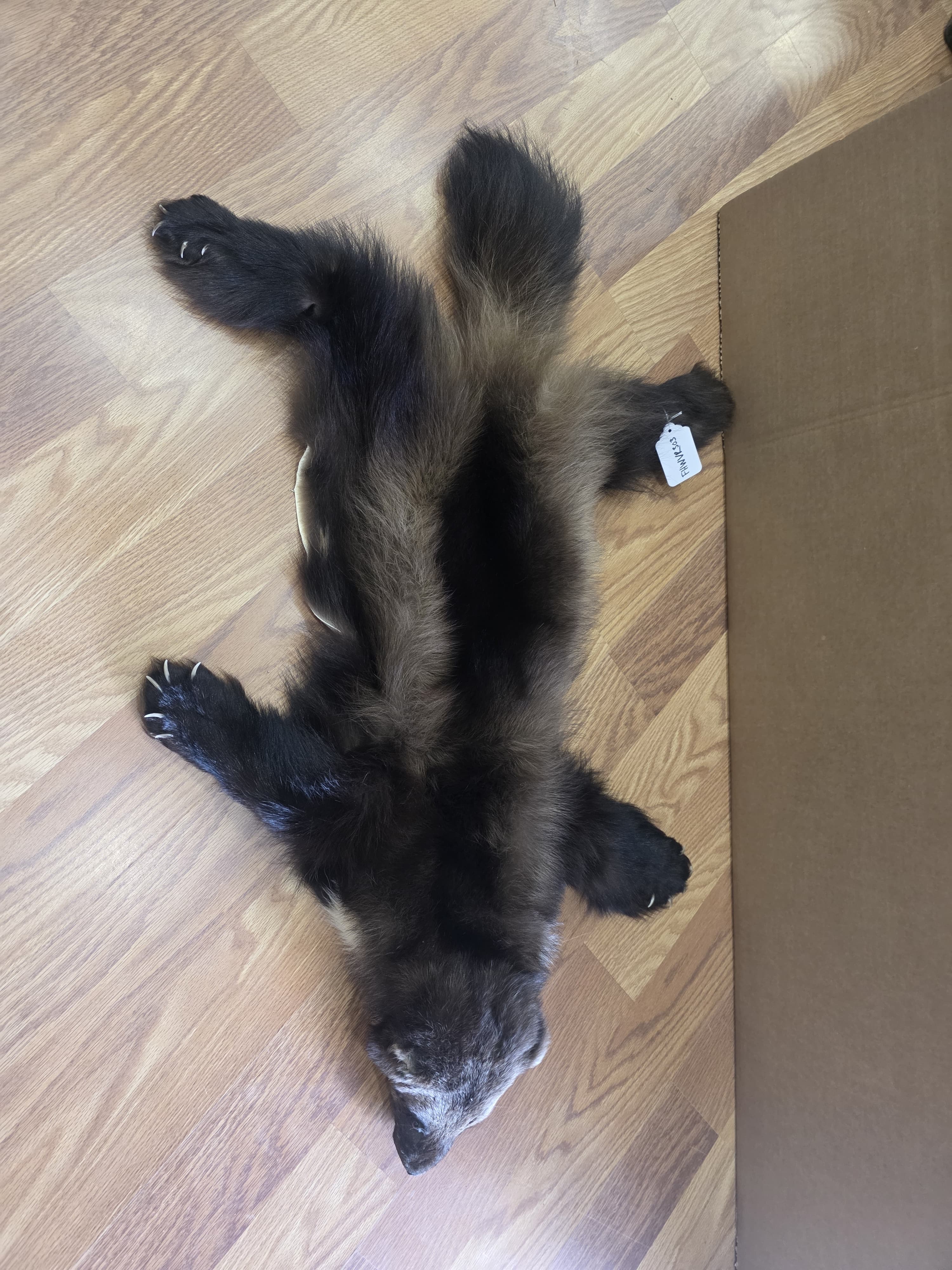 Fhwvr303 - Wolverine Pelt with Head | Authentic Wildlife Display