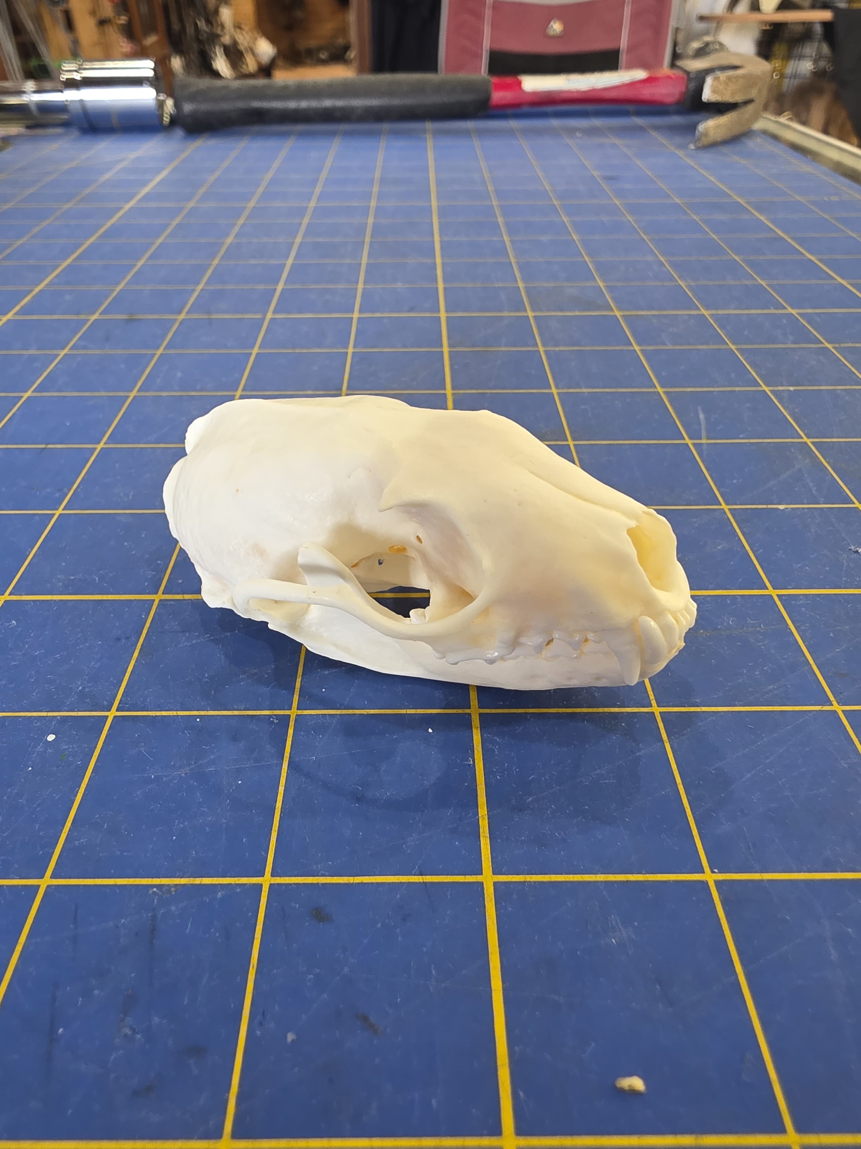 Jtvsk103 - Beech Marten Skull – Authentic Wildlife Specimen