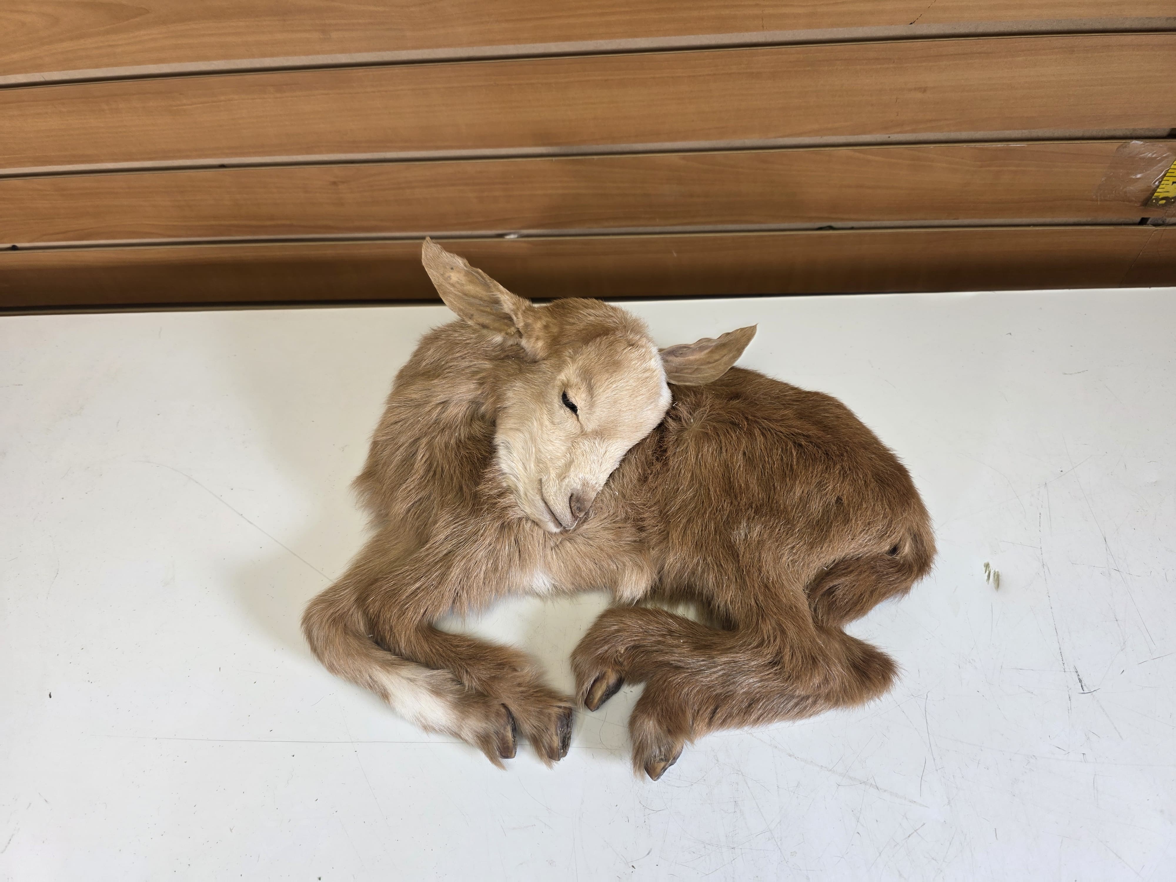 Fhjun27 - baby goat Taxidermy Mount