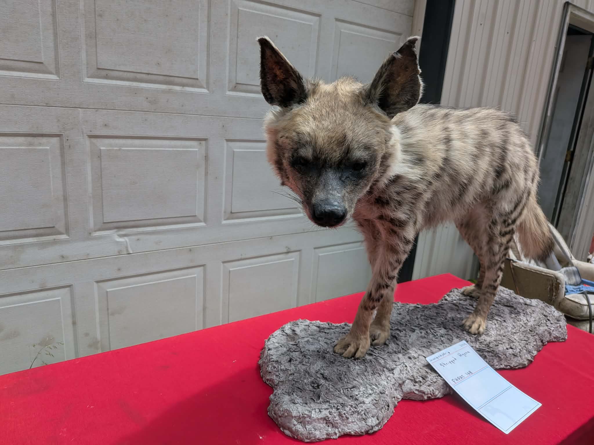 FHPAT168 - Striped Hyena Taxidermy Mount – Exotic Wildlife Display