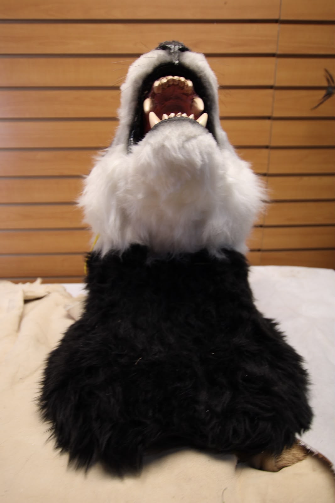 FHRB01 - reproduction Taxidermy Giant Panda Shoulder Mount