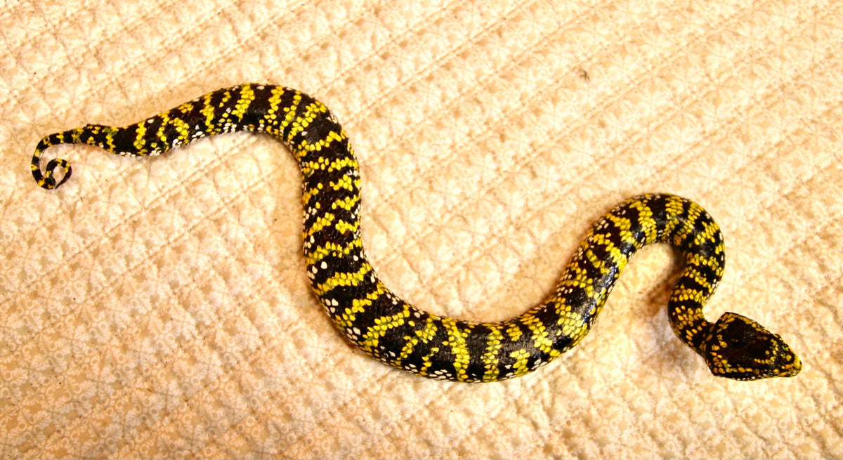 FHSP136 - Exquisite Taxidermy Wagler Viper