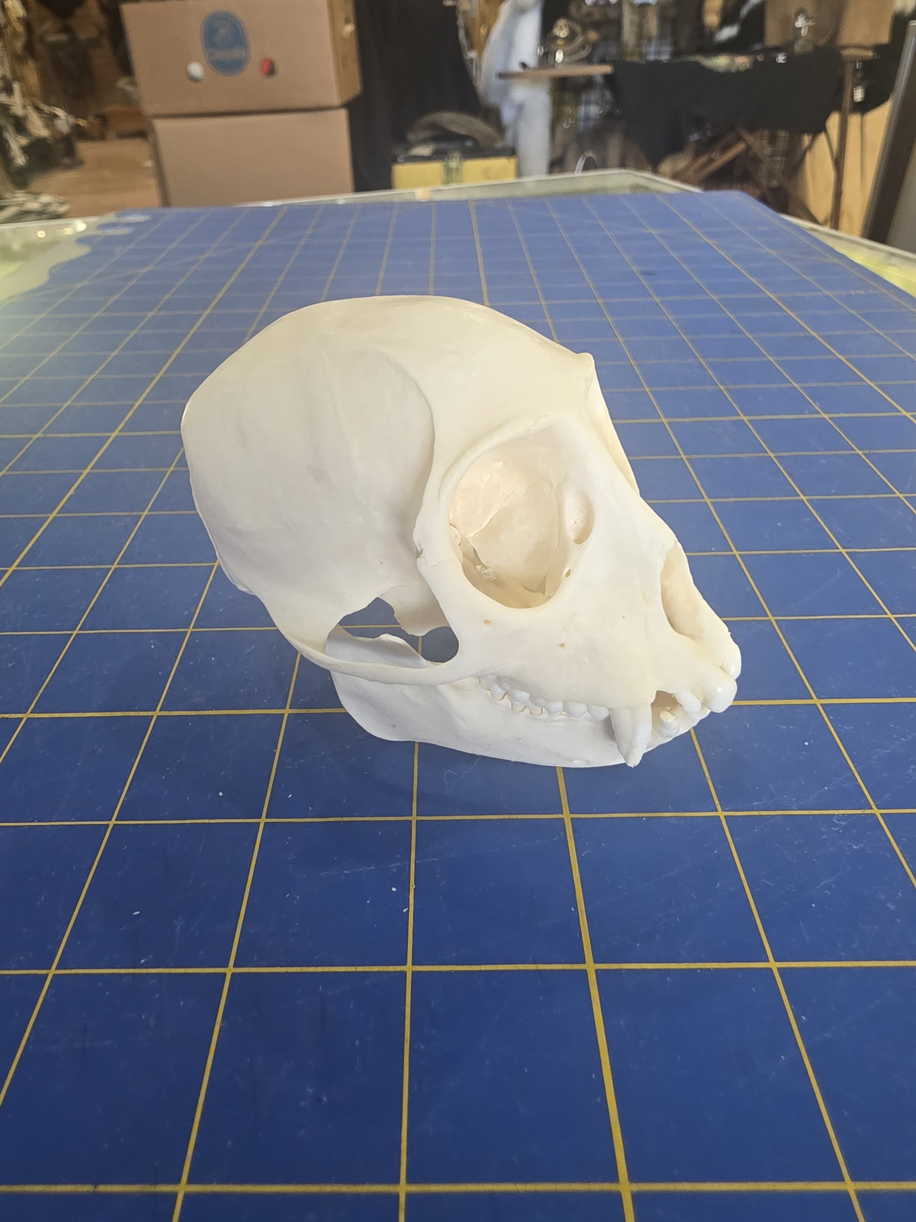 Fhmk14 - White-Throated Guenon Skull – Authentic Primate Skull Display
