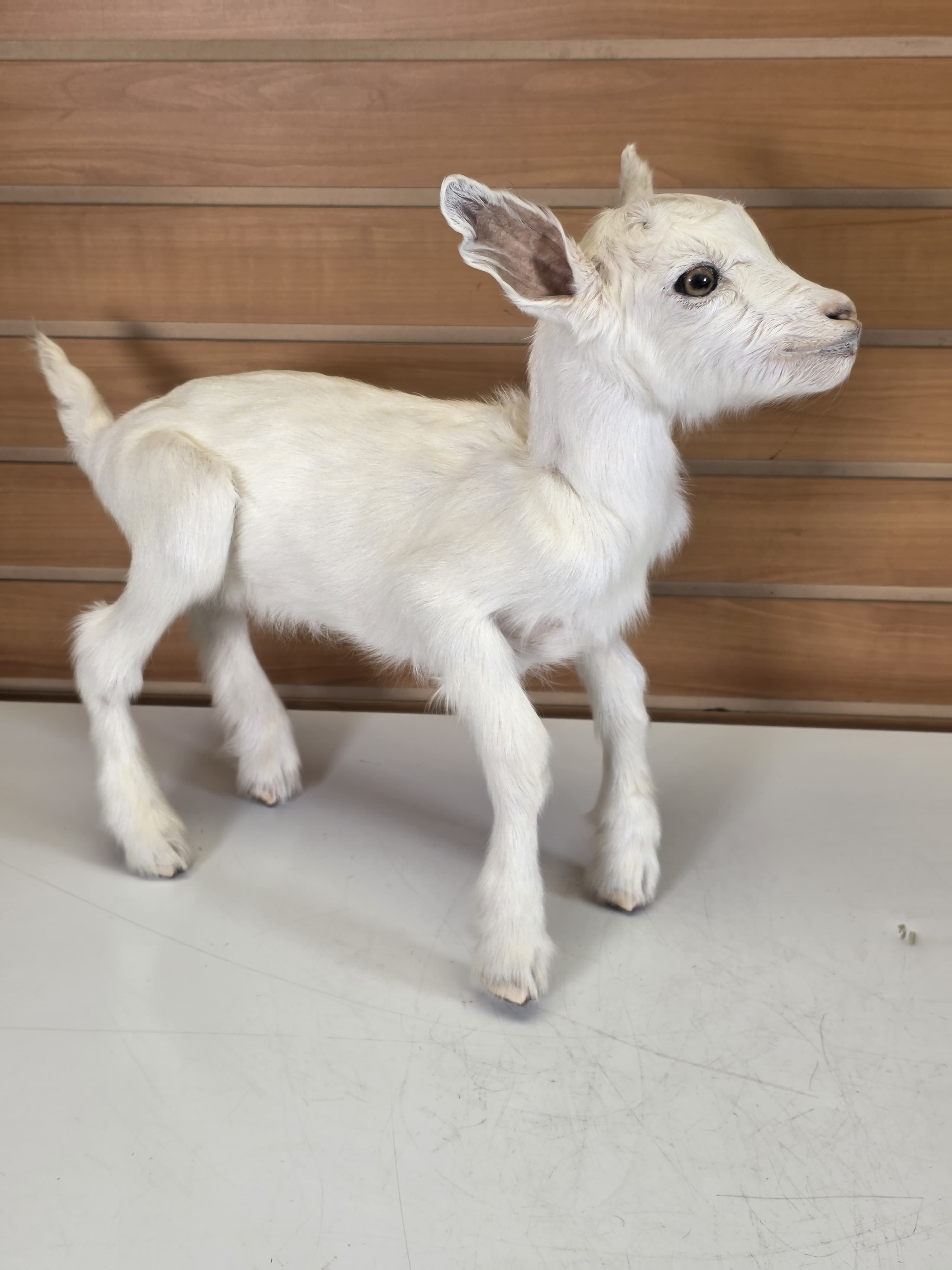 Fhden14 - Boer Kid Goat Taxidermy Mount