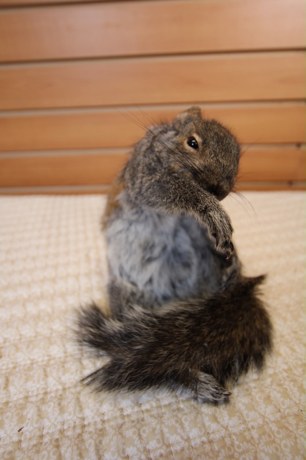 FHSQ002 - drunk Small Squirrel Taxidermy Mount