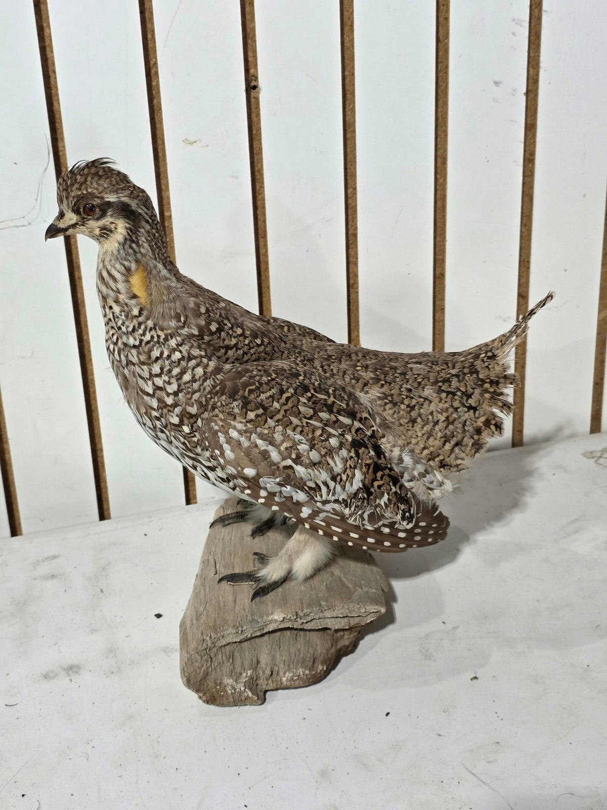 Comb129 - Sharp-Tailed Grouse Taxidermy Bird Mount