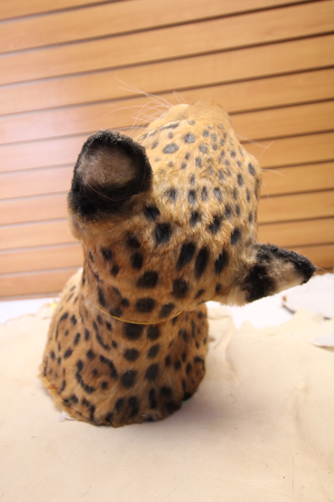 FJRBC02 - reproduction Taxidermy Leopard Head Mount