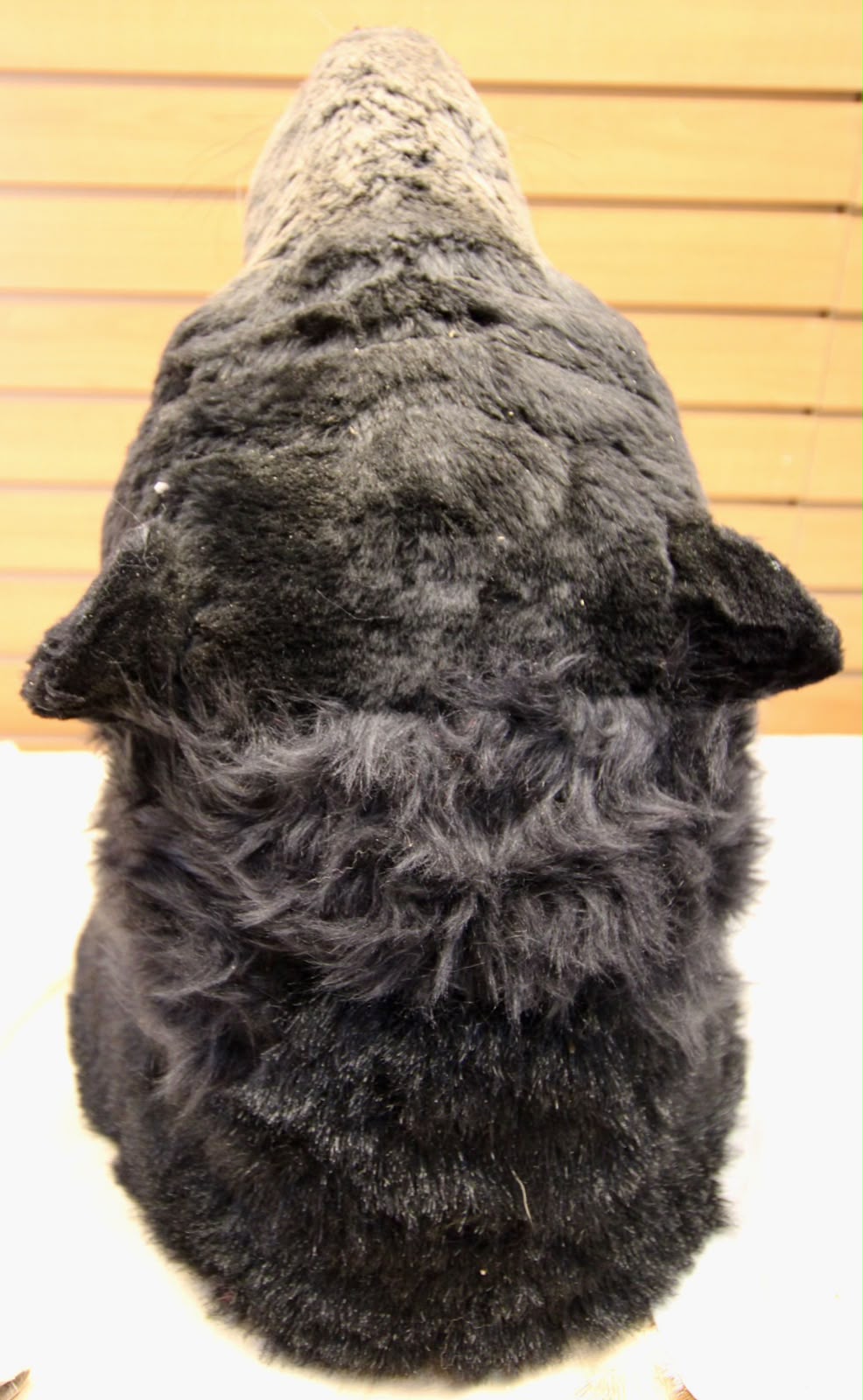 FHRB04 - reproduction Taxidermy American Black Bear Open-Mouth Shoulder Mount