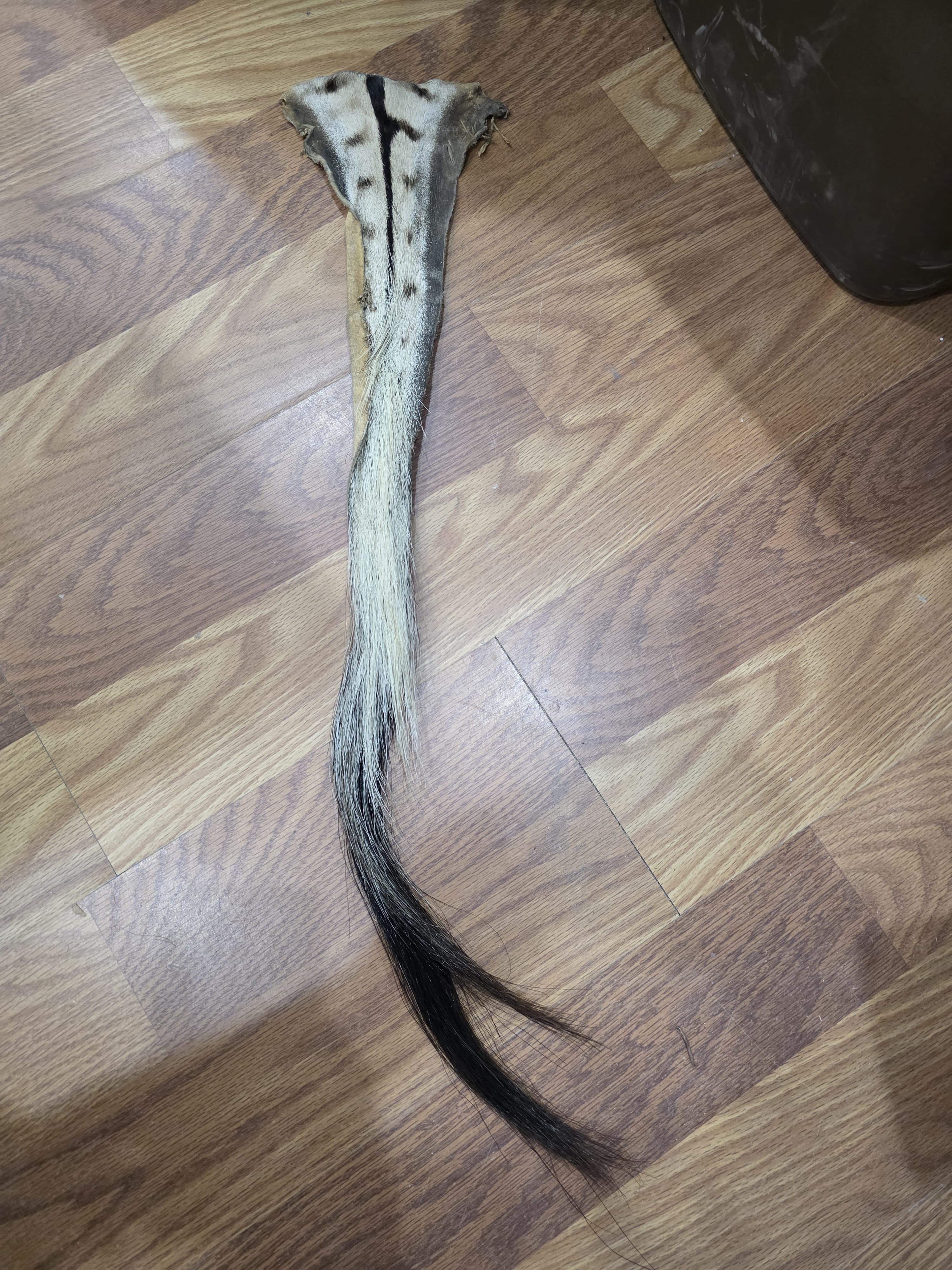 JVTL3 - Zebra Tail 31" | Authentic Wildlife Display