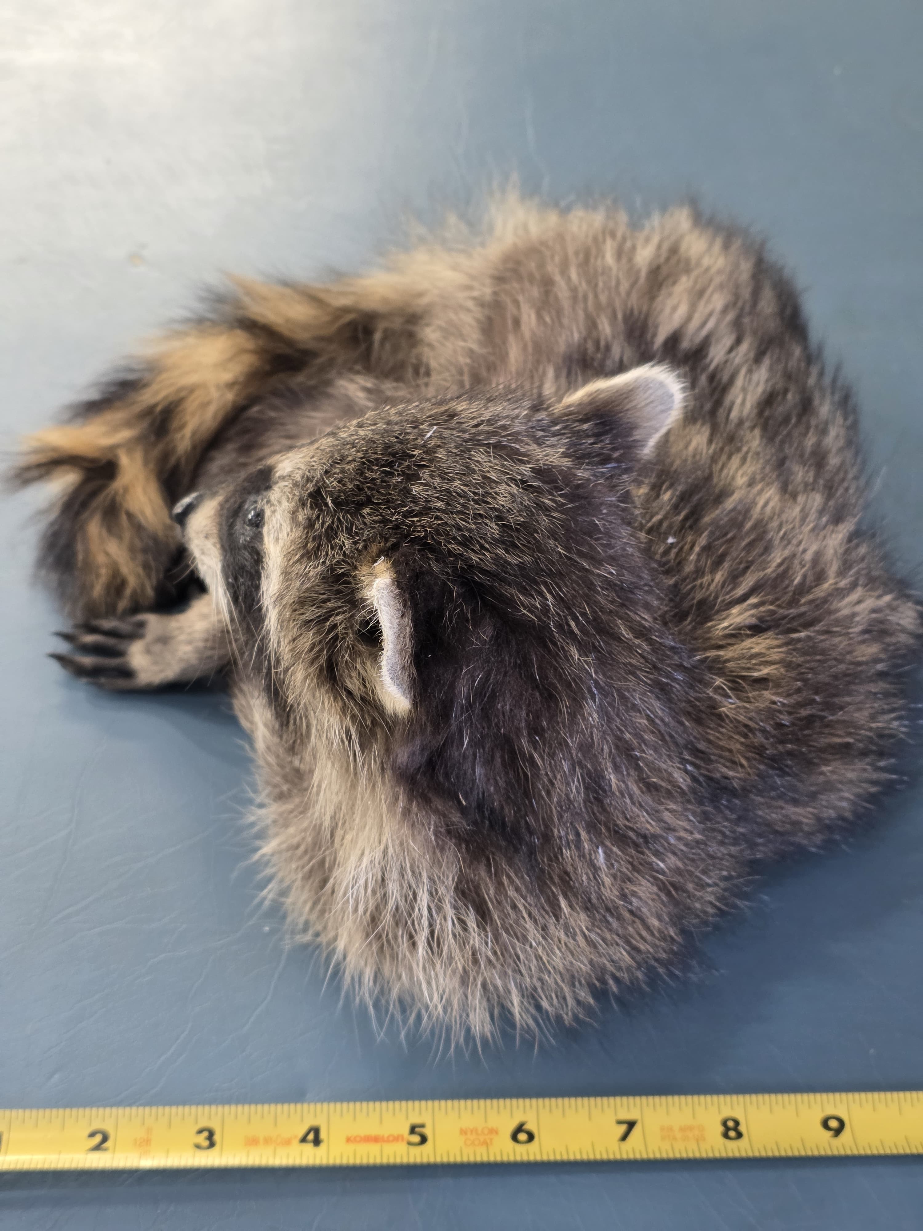 Fhjun17 - baby Raccoon Taxidermy Mount