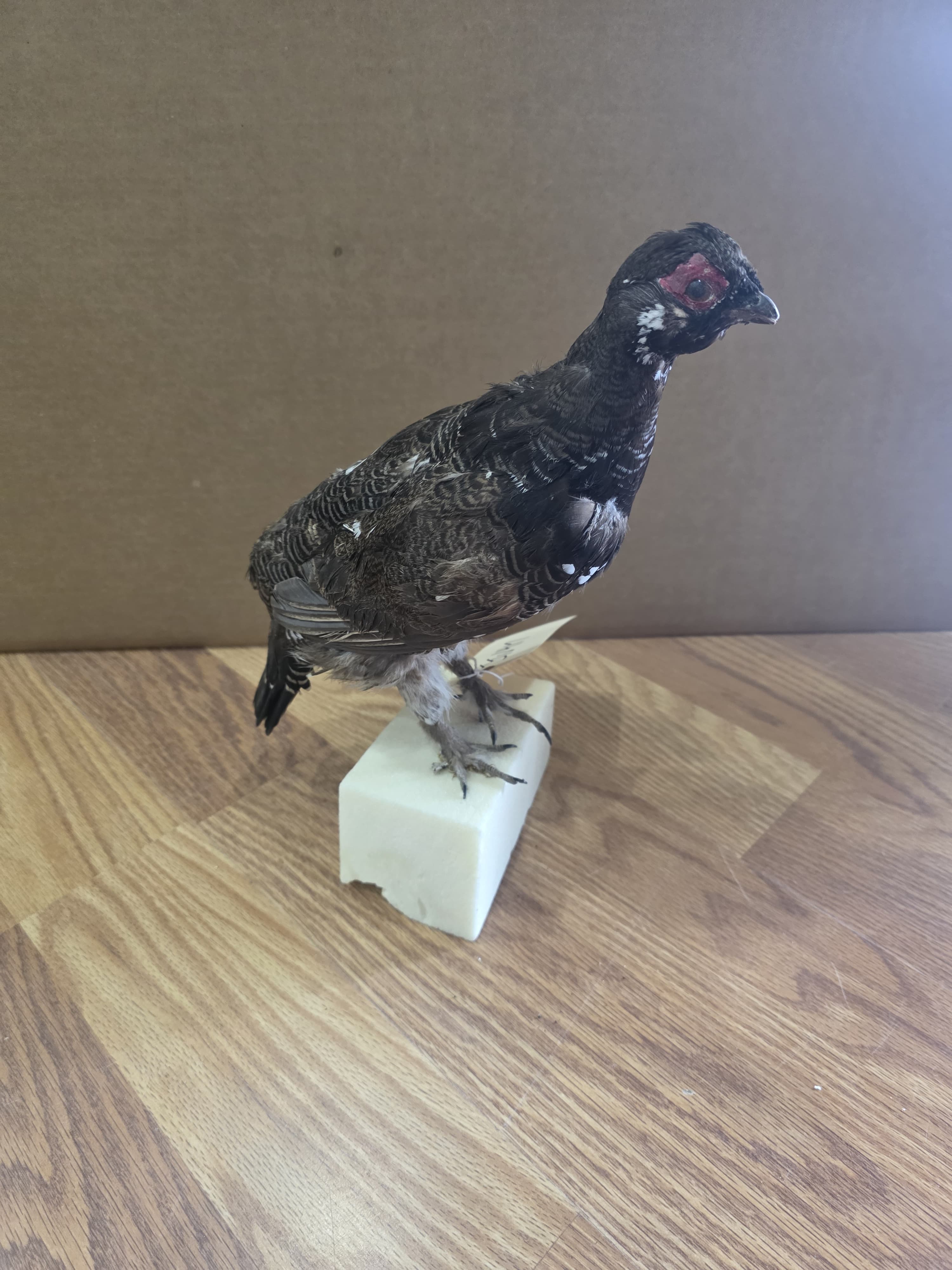 Jtv417 - Grouse Taxidermy Mount | Authentic Bird Display