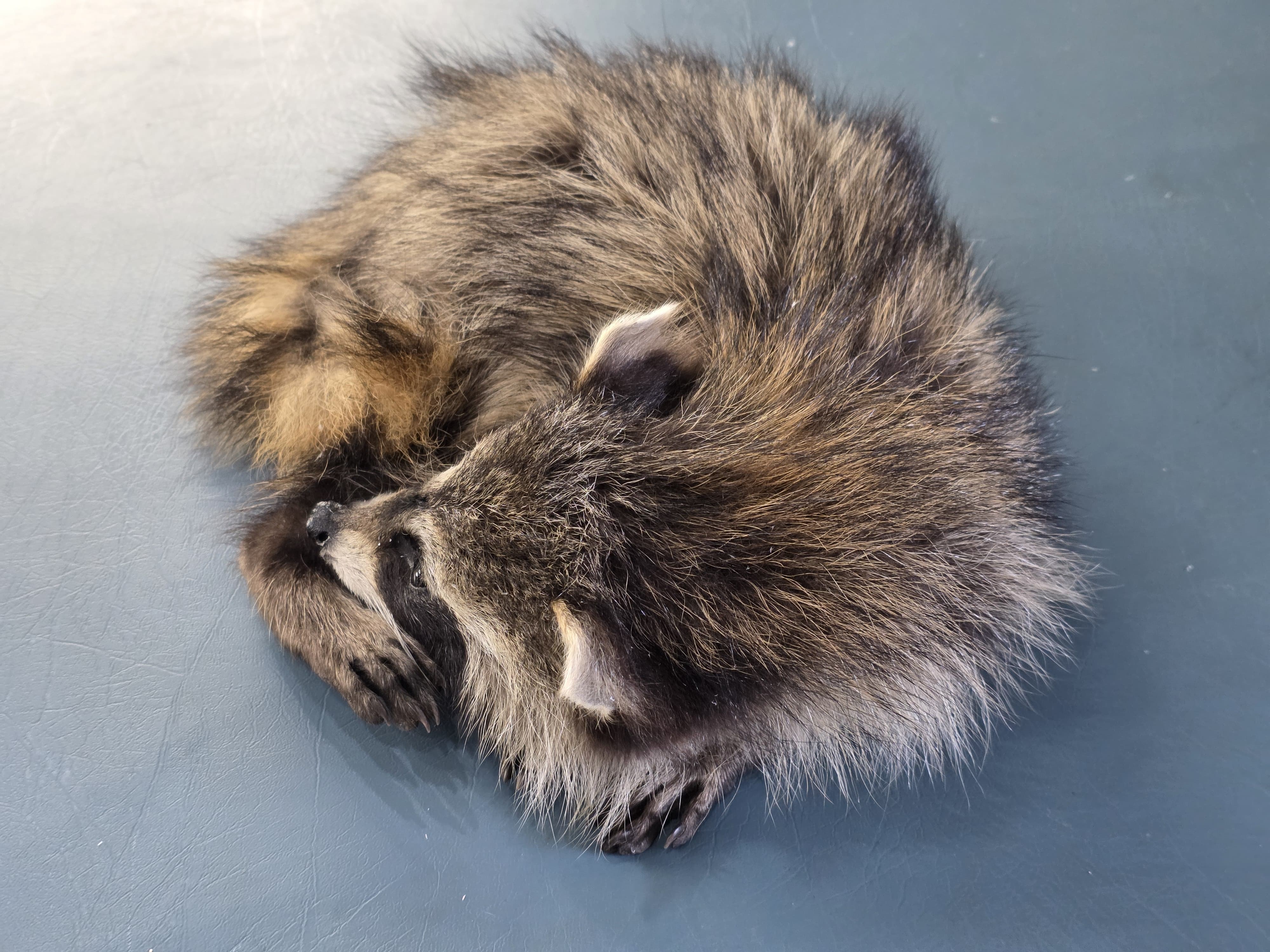 Fhjun23 - baby Raccoon Taxidermy Mount