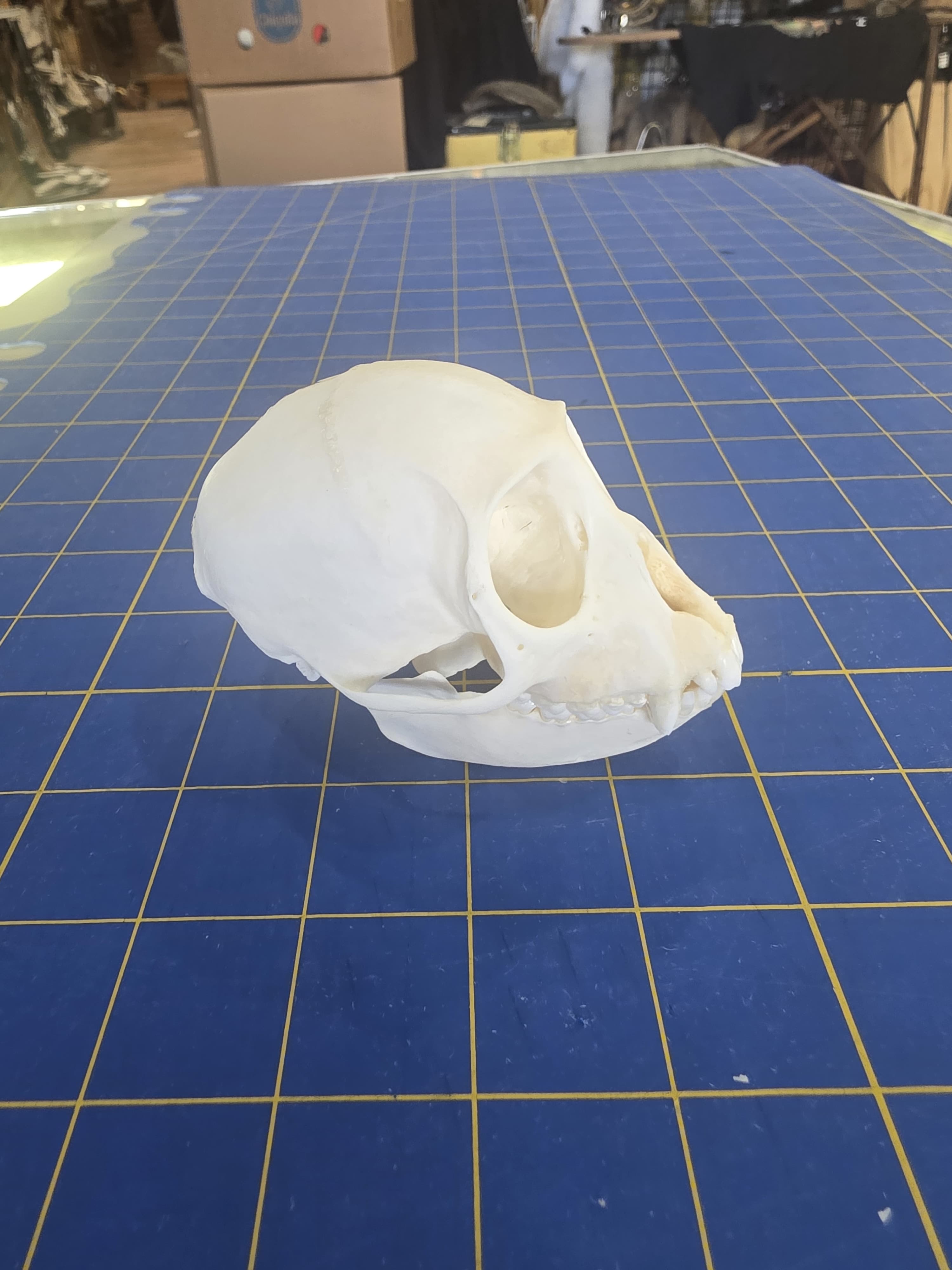 Fhmk11 - Crowned Monkey Skull – Authentic Primate Skull Display