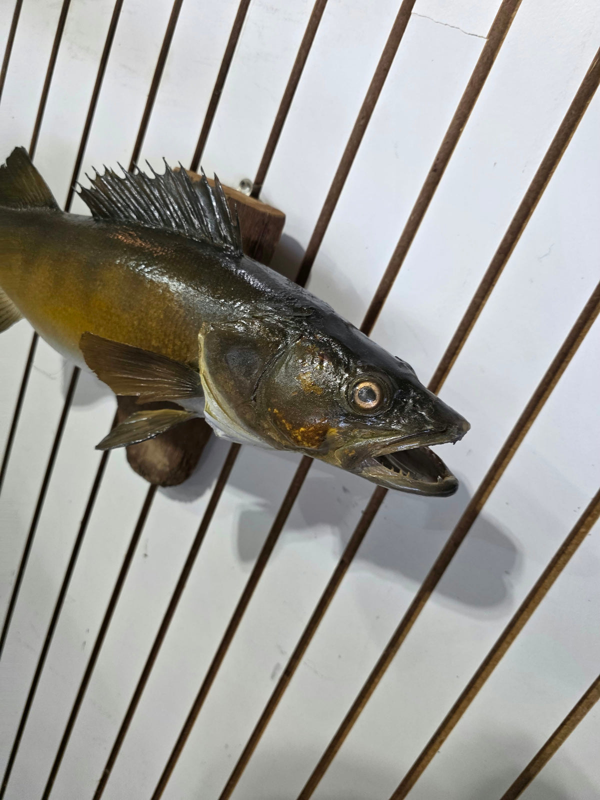 Comb114 - Massive Trophy 28" Walleye Fish Taxidermy Mount
