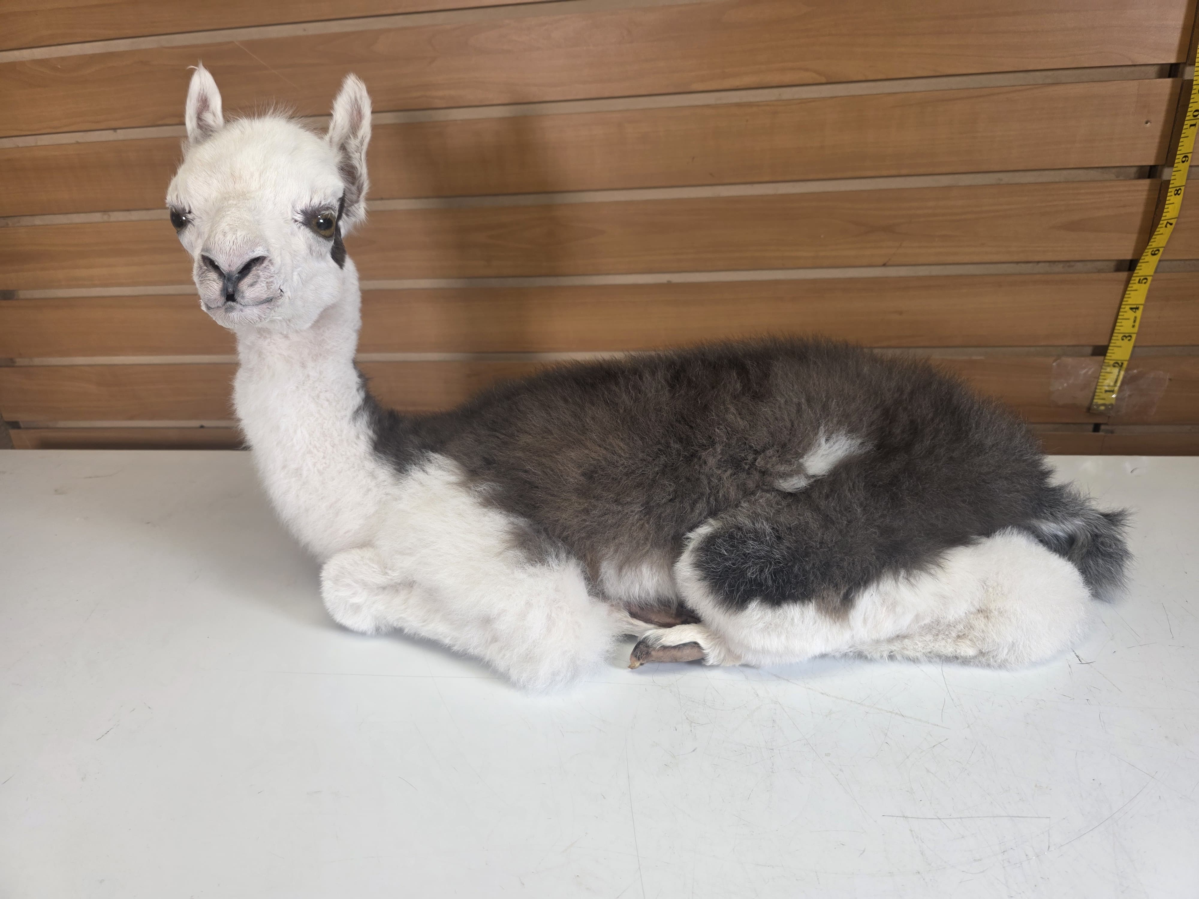 Fhden19 - Baby Alpaca Taxidermy Mount