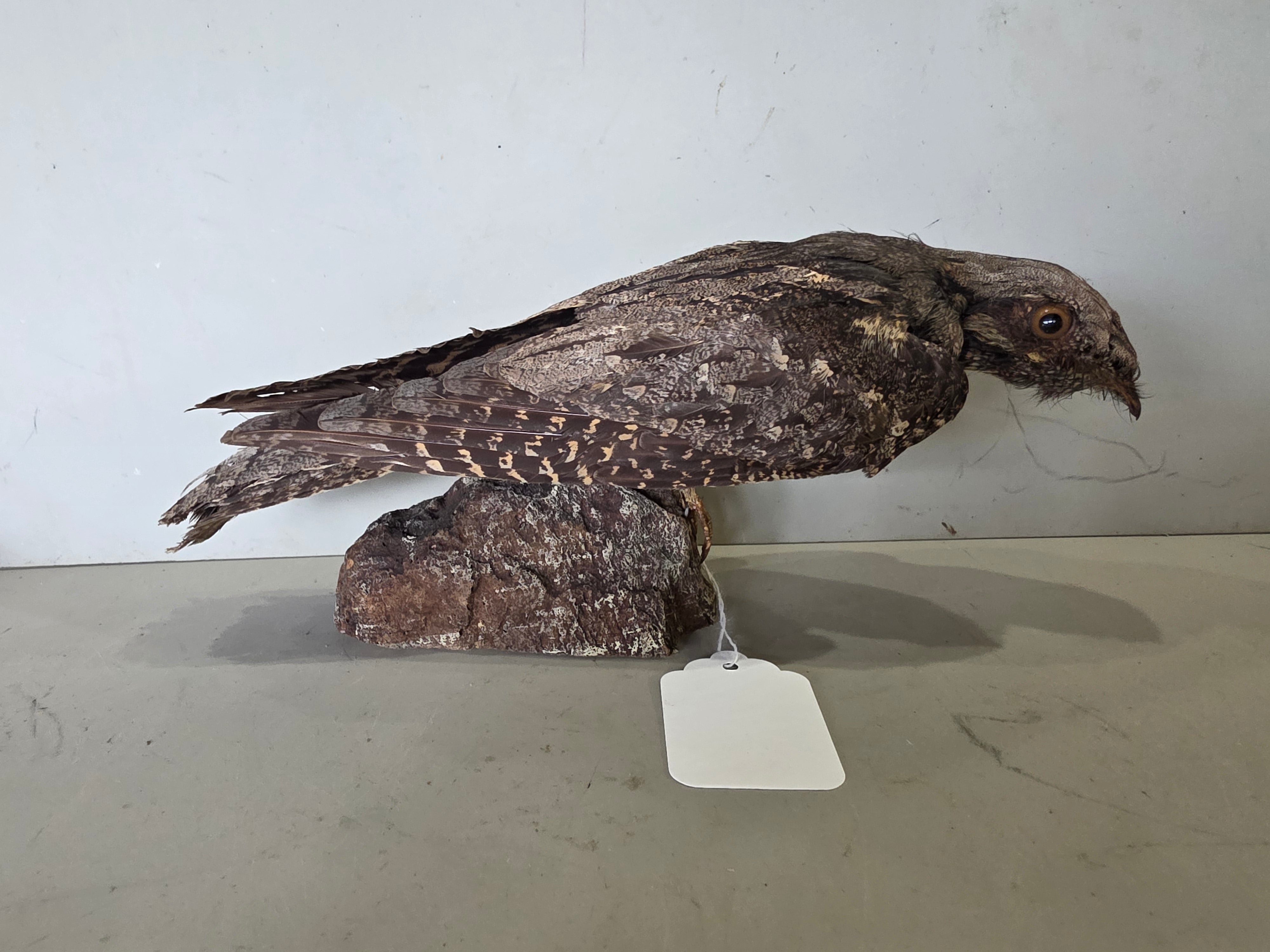 JTVNW1 - European Nightjar Taxidermy