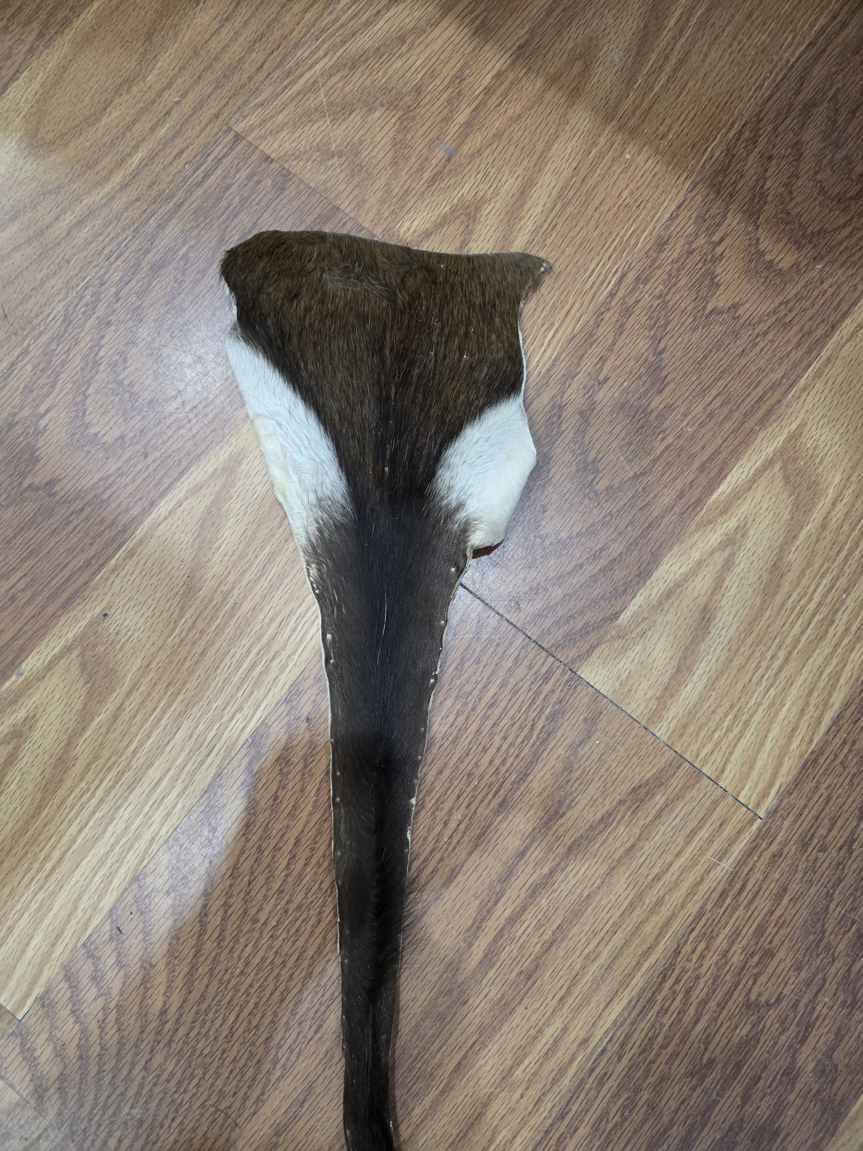 JVTL11 - Blesbok Tail – 25” Rustic Decorative Display