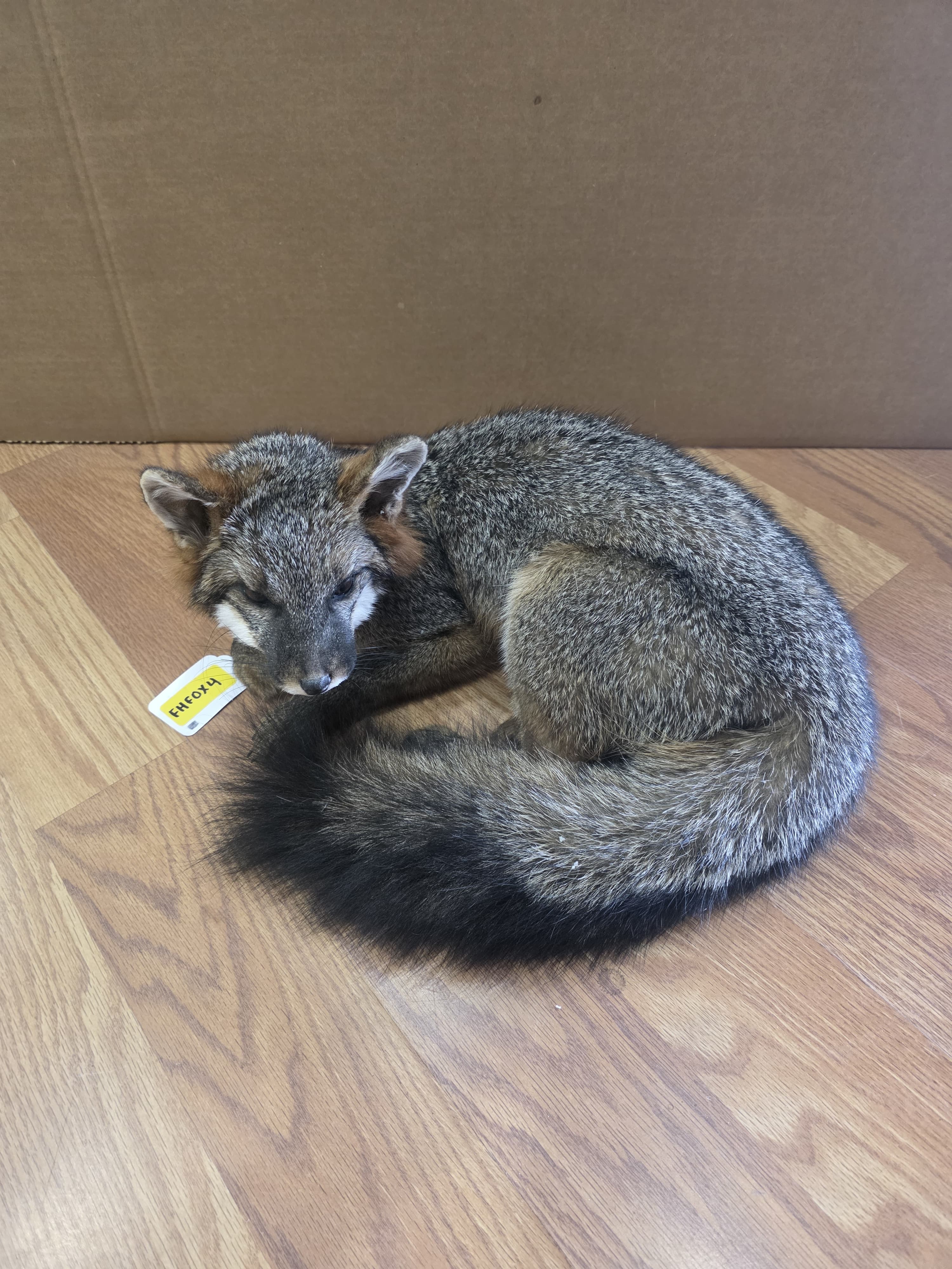 Fhfox4 - Grey Fox Taxidermy Mount | Full Body Display