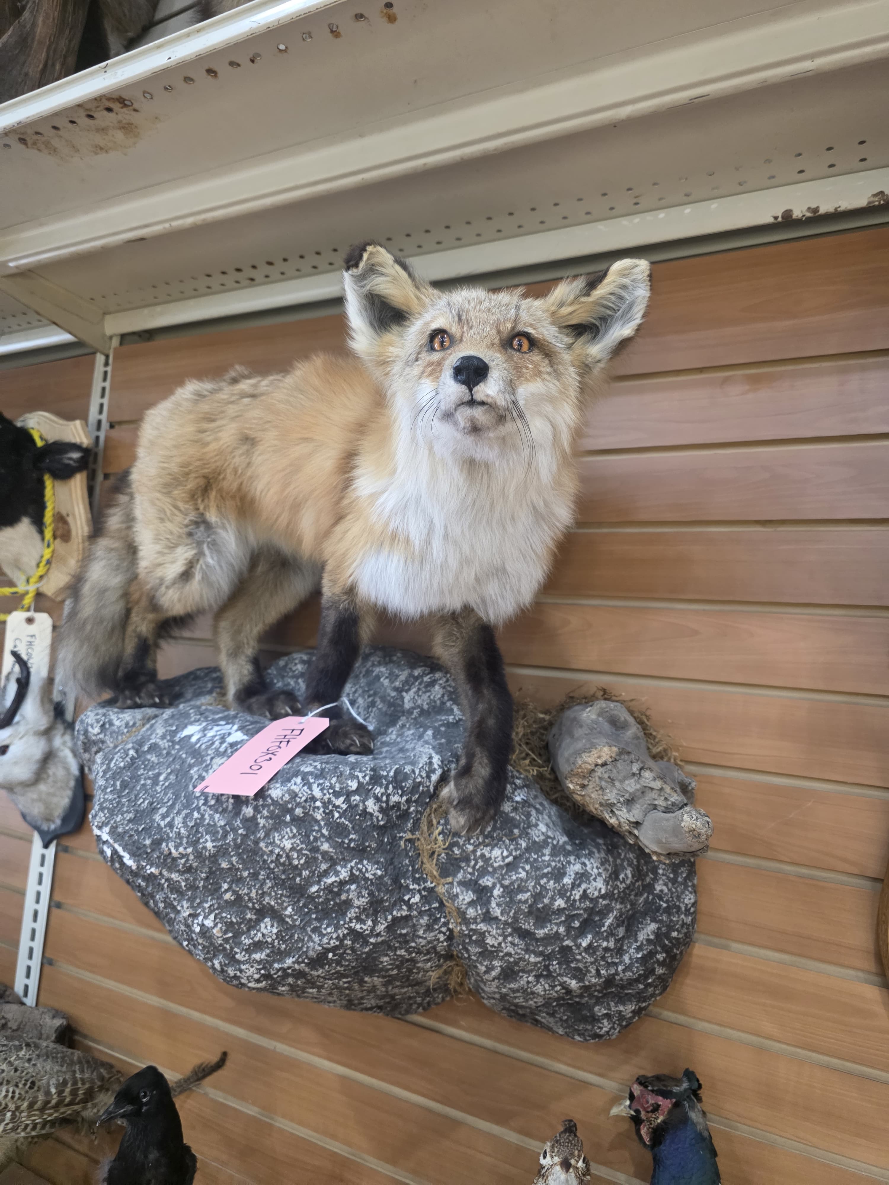 Fhfox301 - Red Fox Taxidermy Mount | Full Body Display