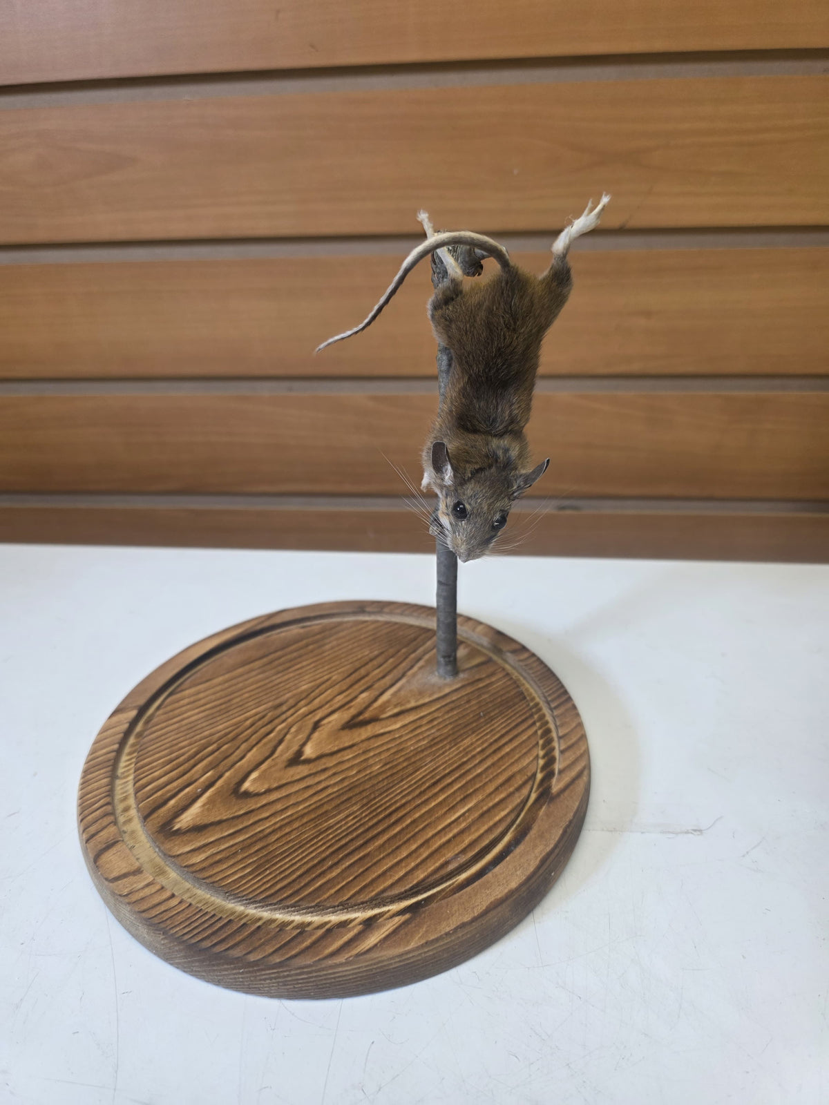 Fhsp106 - Taxidermy House Mouse – Wooden Display Stand