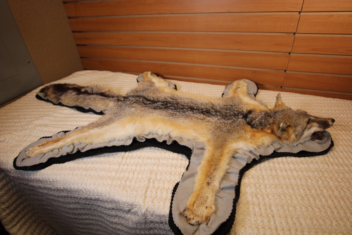 FHSP133 - Full-Pose grey Fox rug taxidermy