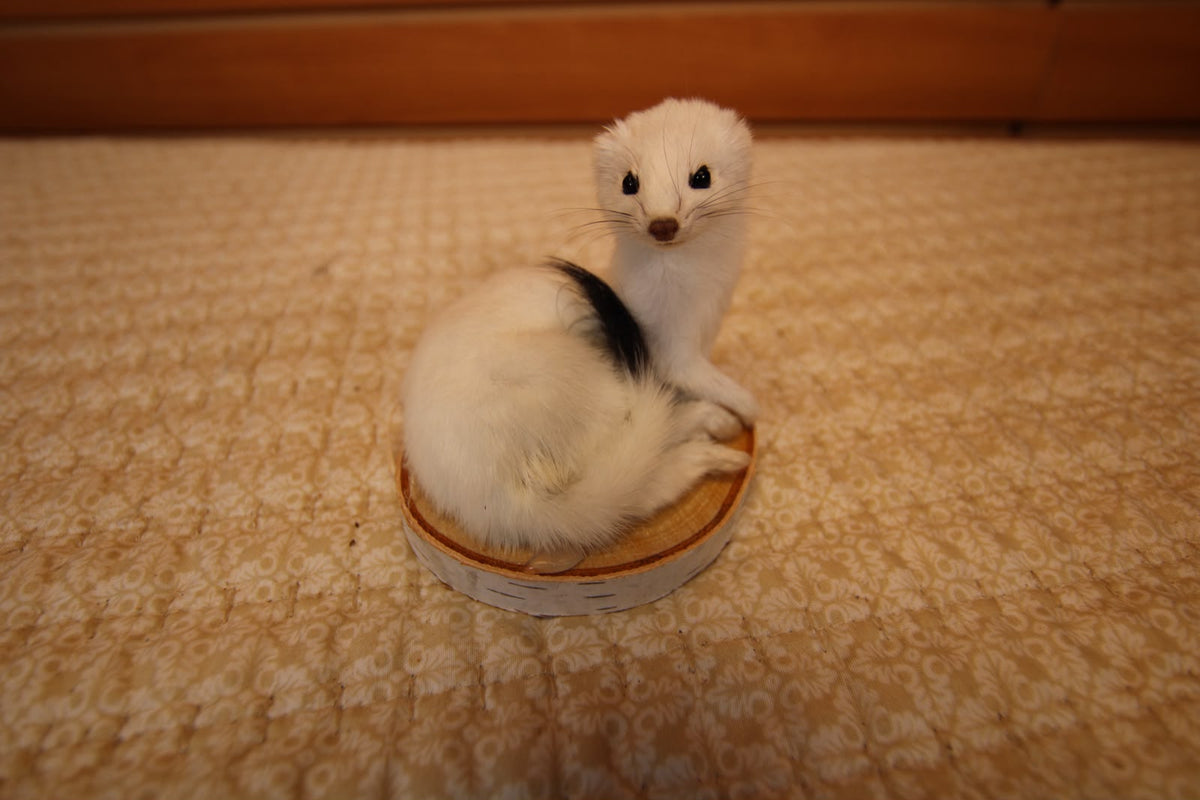 FHWEAS007 - Winter White Ermine (Short-Tailed Weasel) Taxidermy Mount