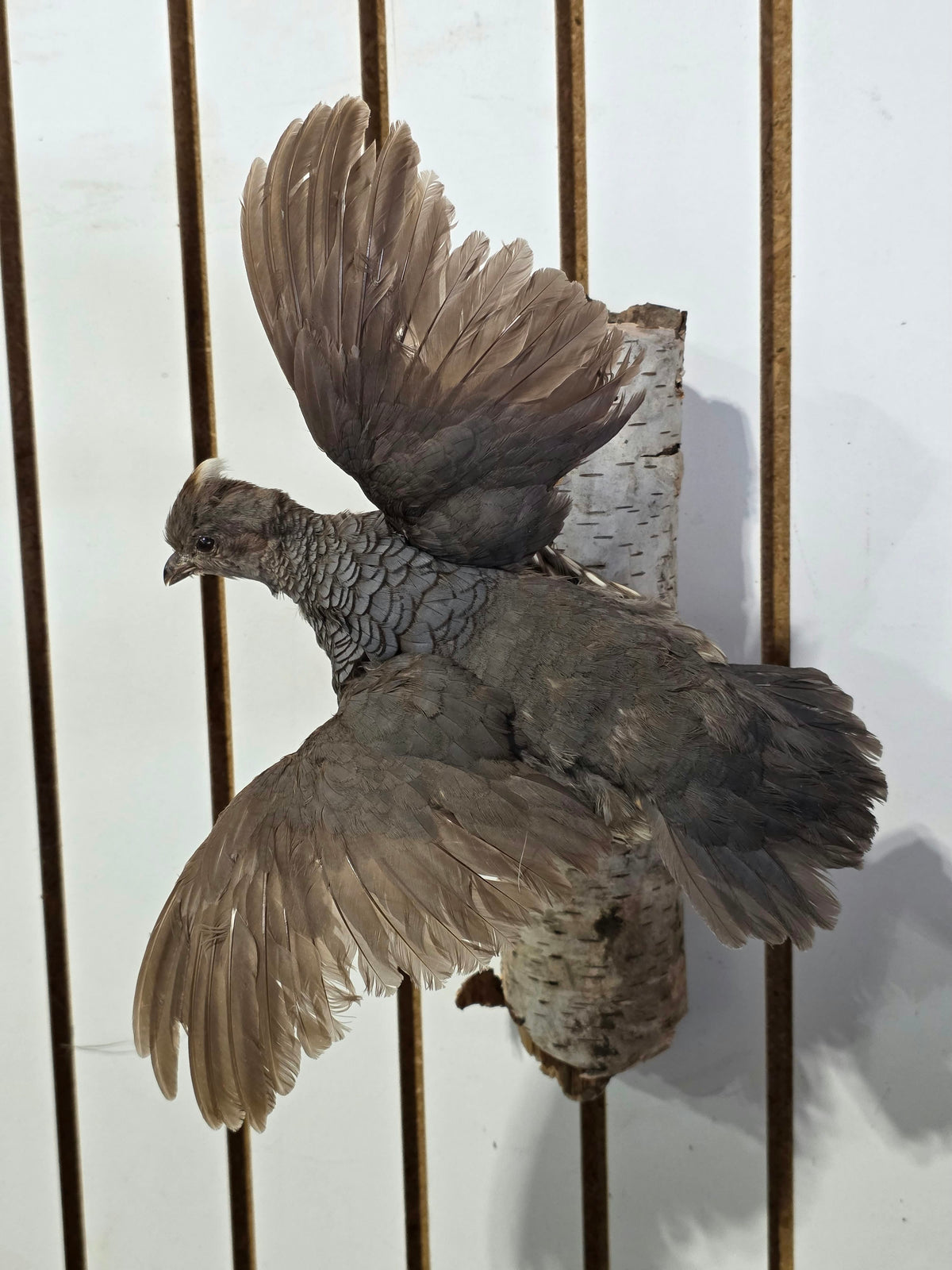 Comb121 - Exquisite Blue Scaled Quail Taxidermy Mount